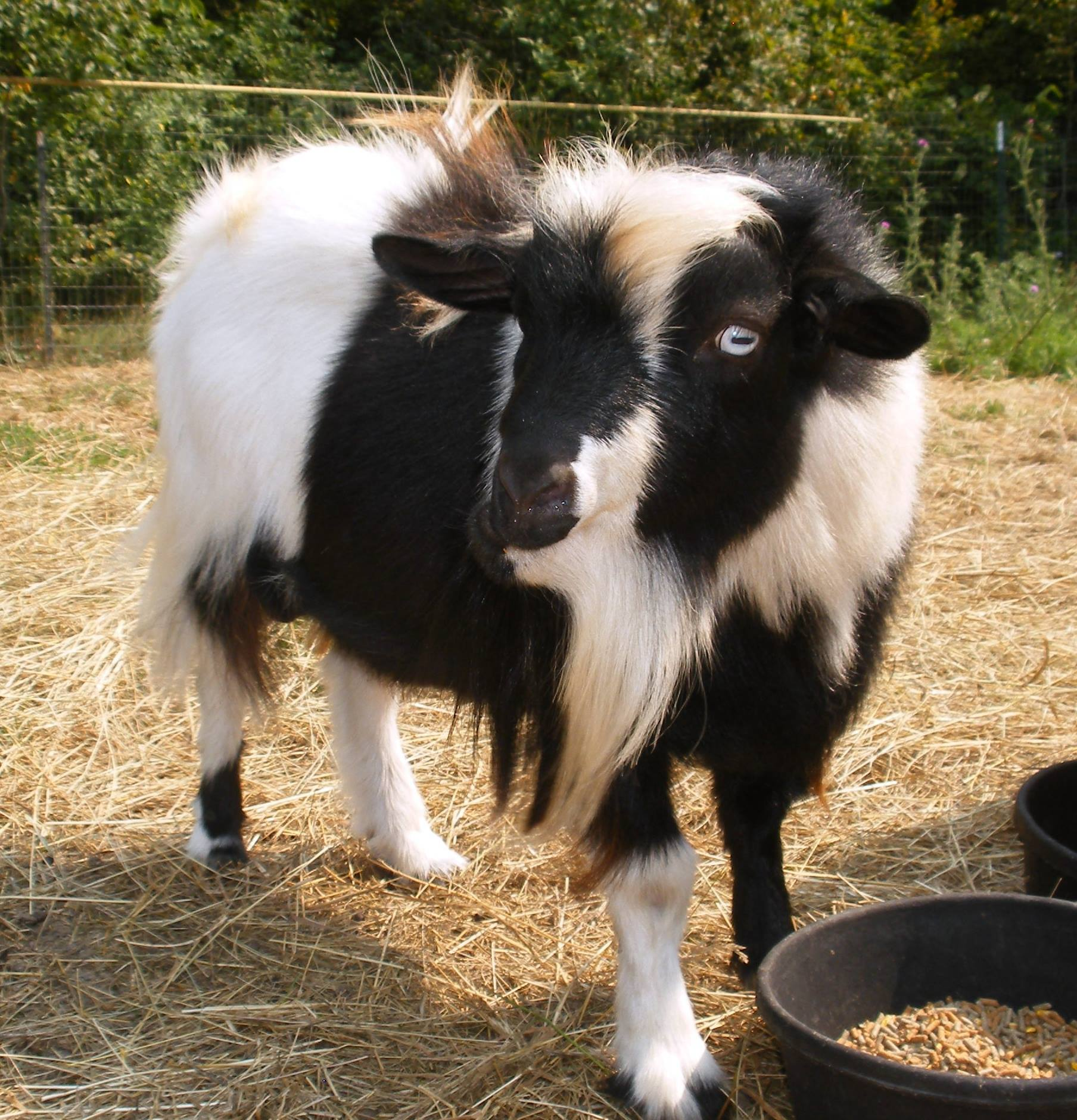 Black and white goat with long hair and blue eyes
