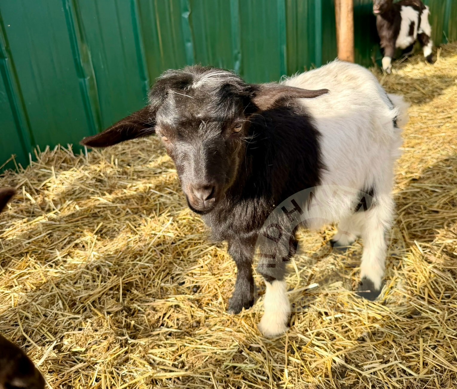 Black and white goat kid with tuft of hair on his head and no horns
