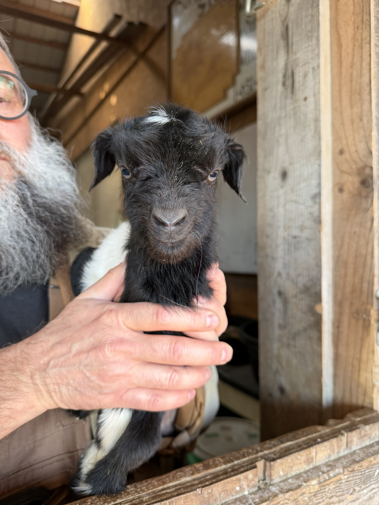 Front view of newborn goat with black head and white markings