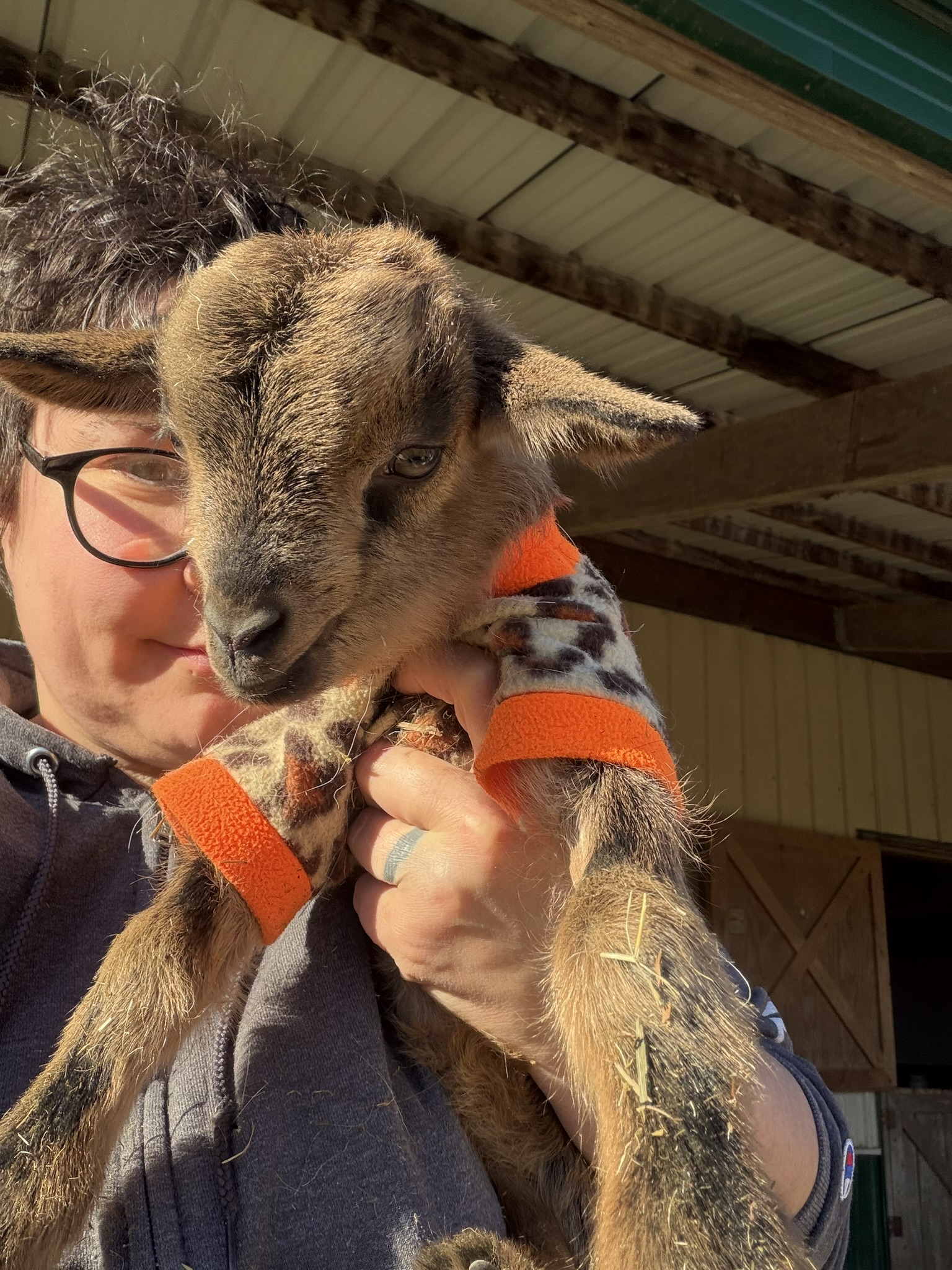 brown baby goat with black face marking wearing a leopard print sweater