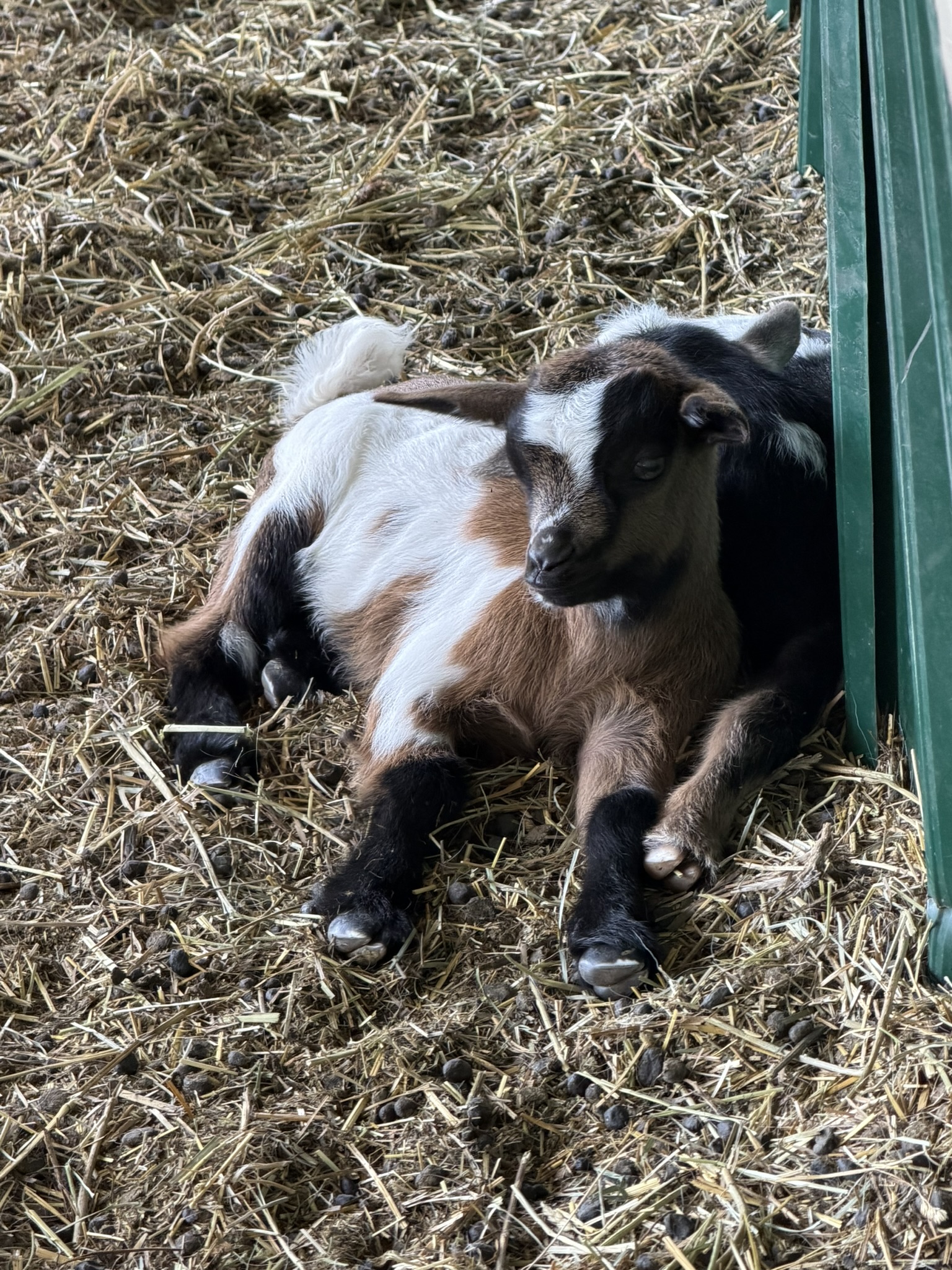 White and brown goat kid with black boots laying in hay