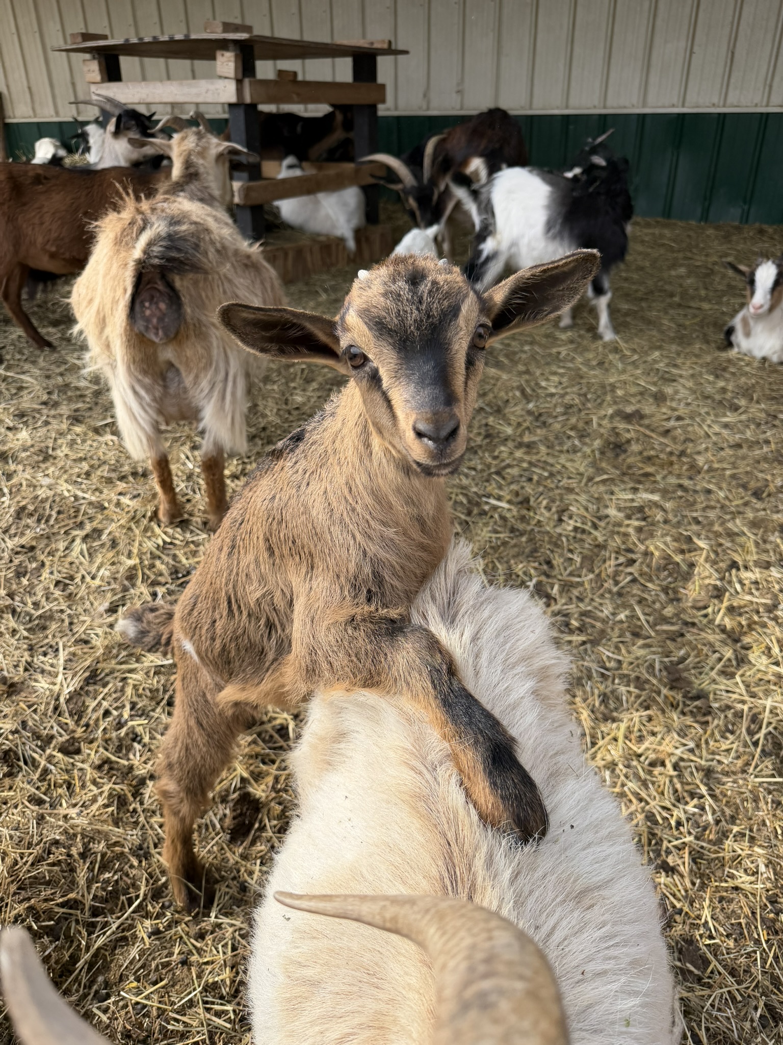 Brown goat kid on back legs with front legs on hind quarters of adult goat