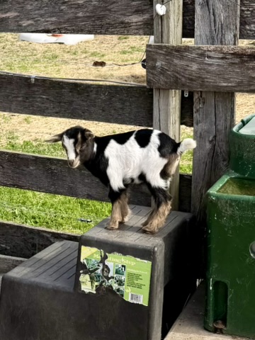 side view of black and white goat kid with brown boots