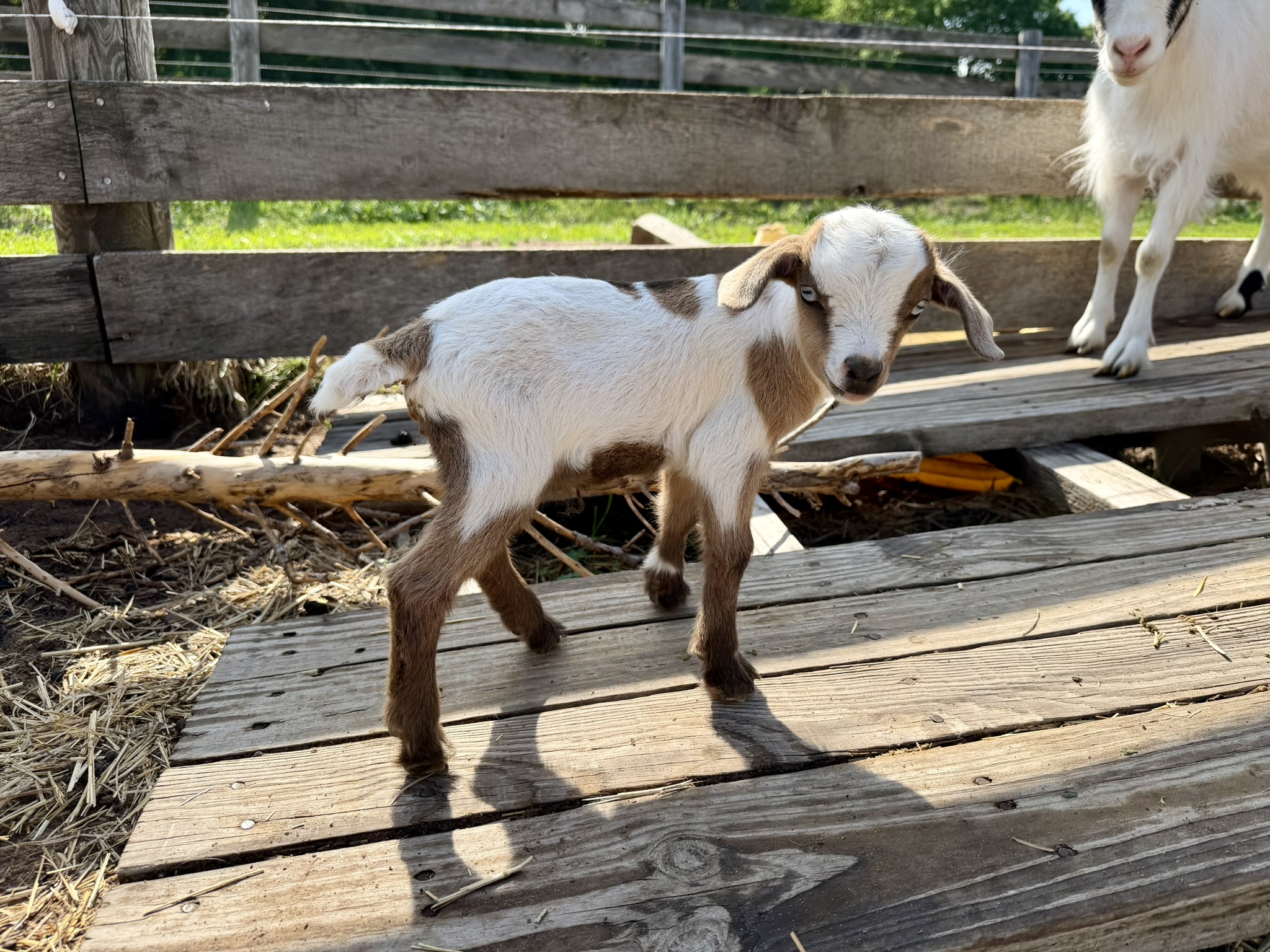 Small goat kid standing on wooden pallet