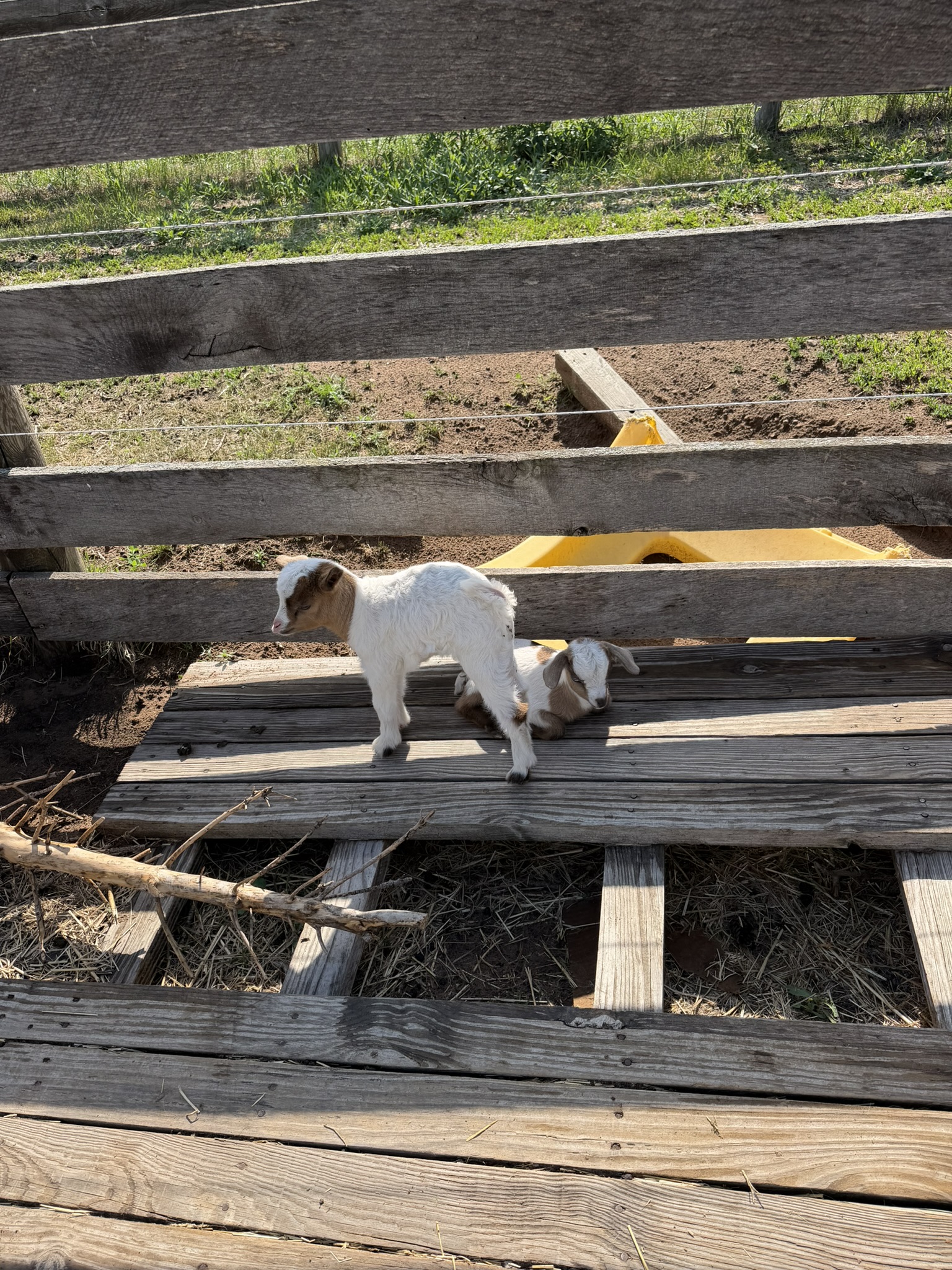 White goat kid with brown face markings on wooden pallet