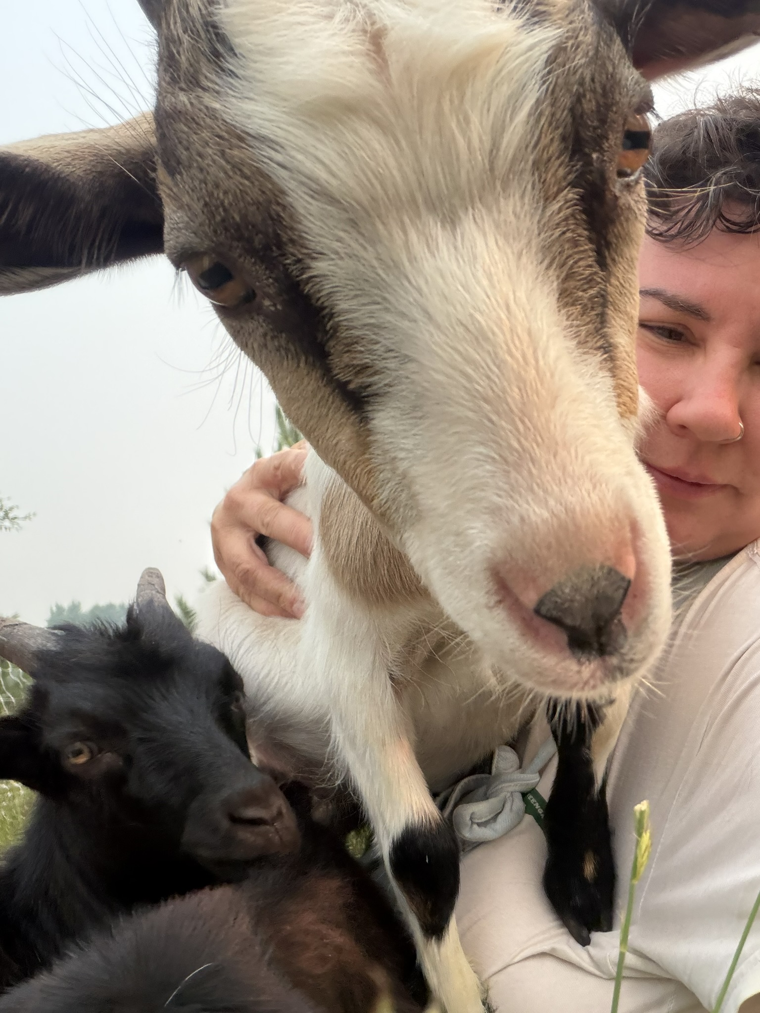 close up of goat standing on a person's lap