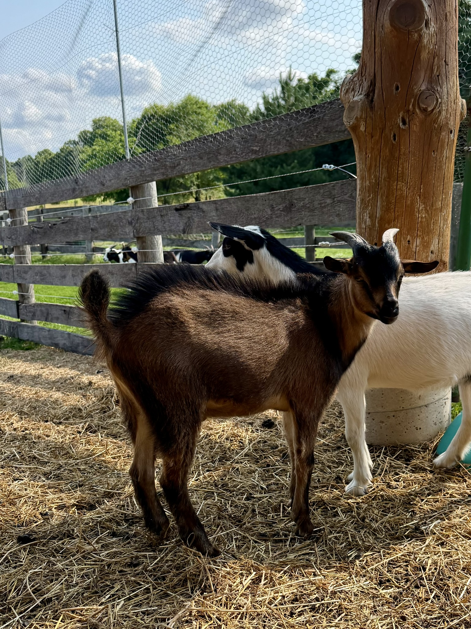 brown goat with black markings looking at camera