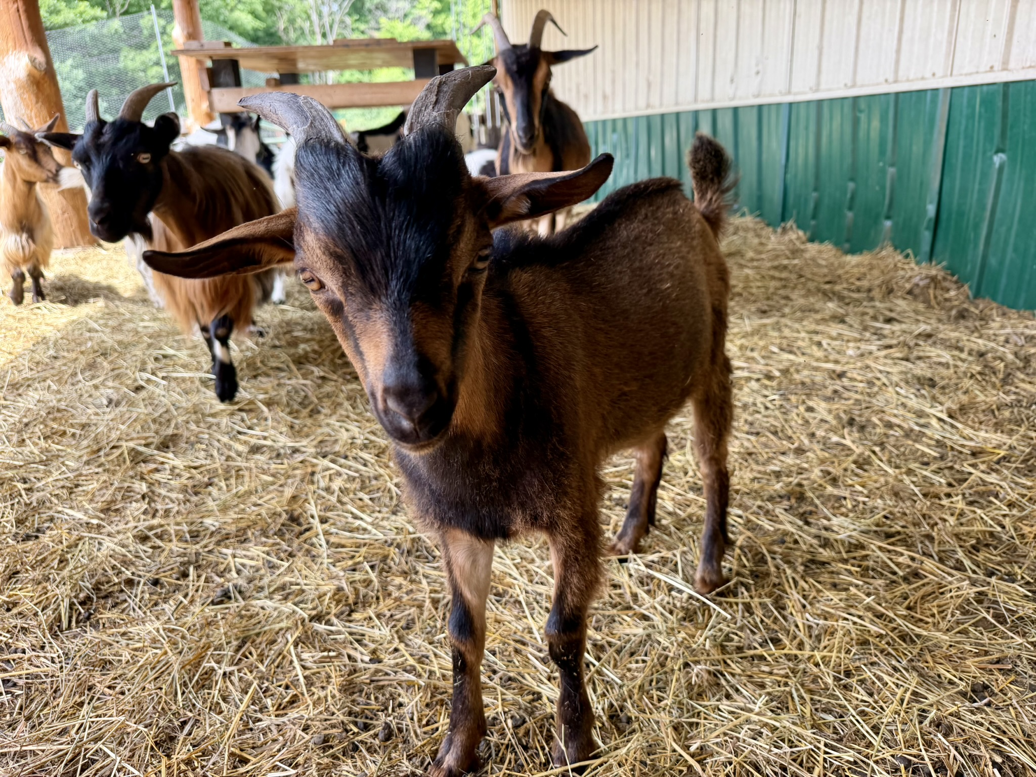 front view of brown buckling with black markings