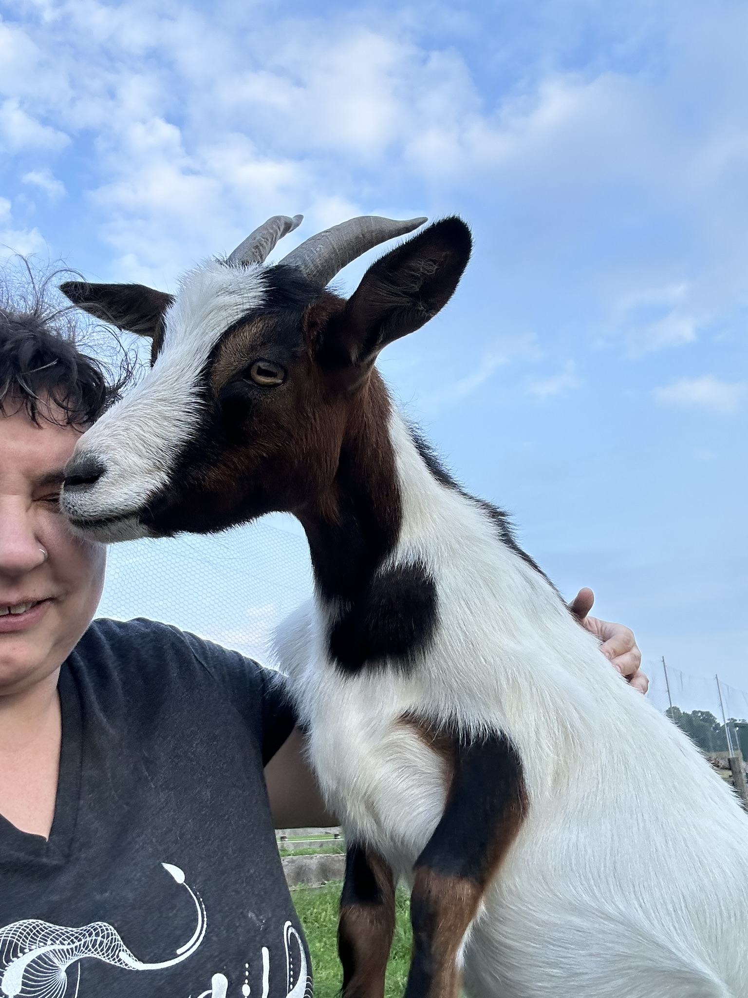 brown and white goat climbing on a person and sniffing their face