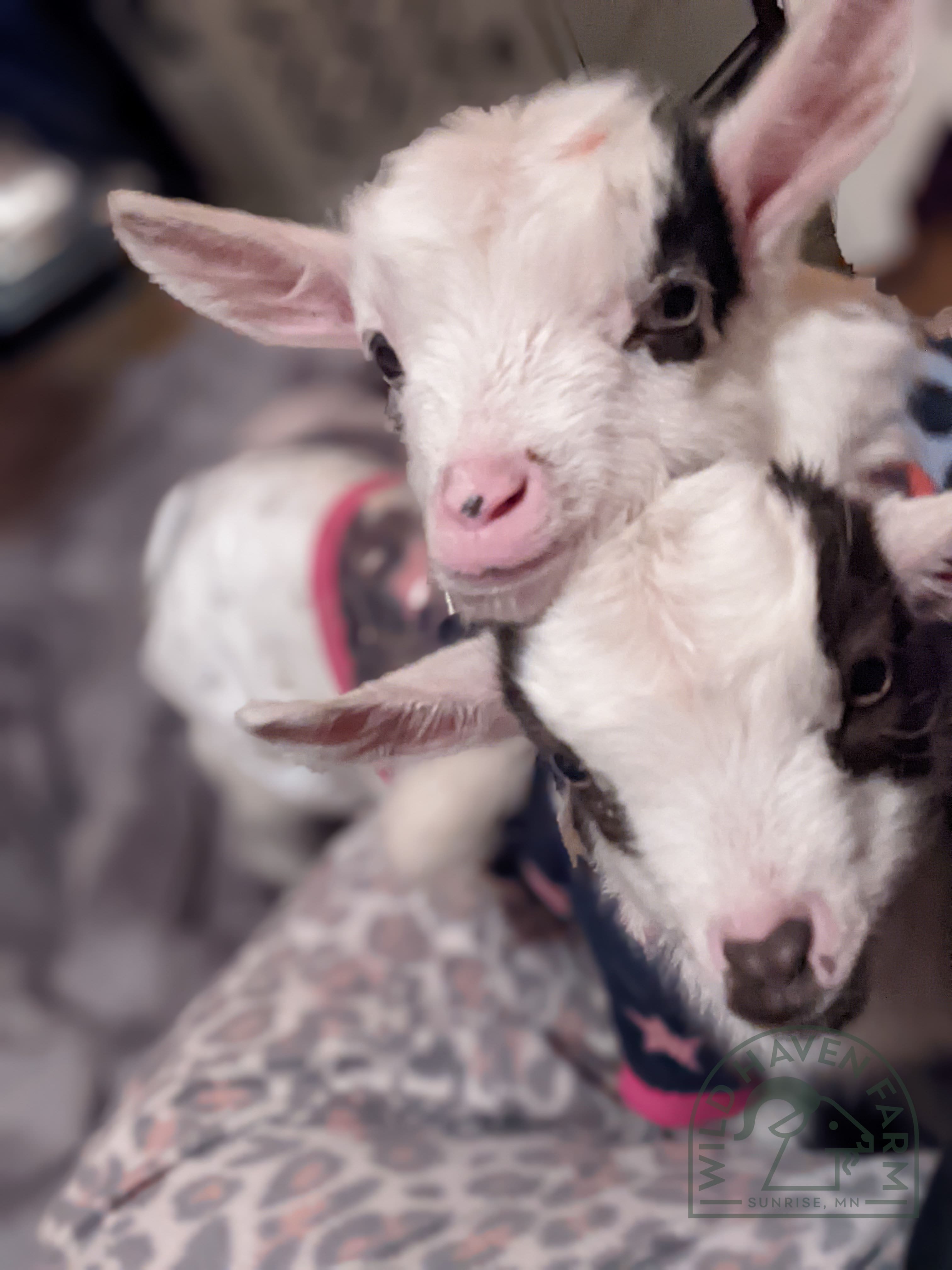 Baby goats at Wild Haven Farm