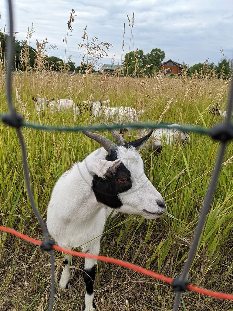 Goat in field at Wild Haven Farm