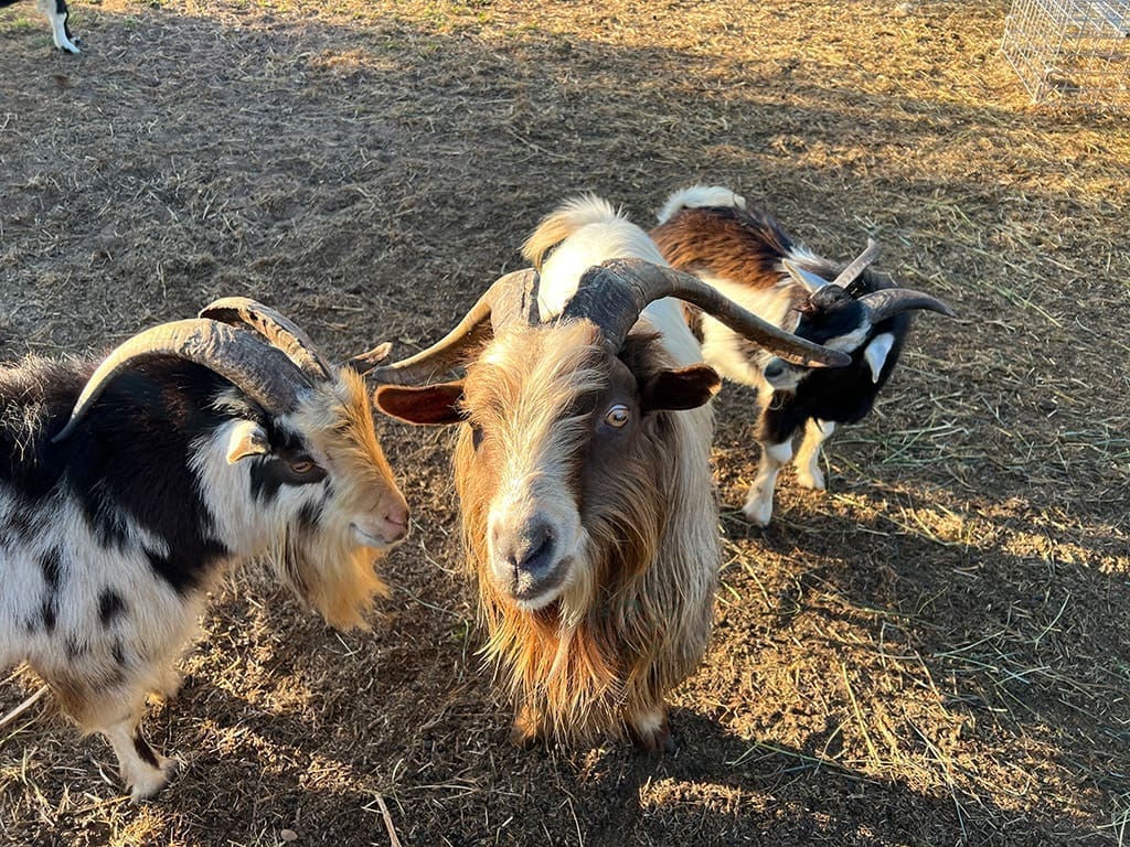 Brendan and Cowboy Breeding Lines at Wild Haven Farm
