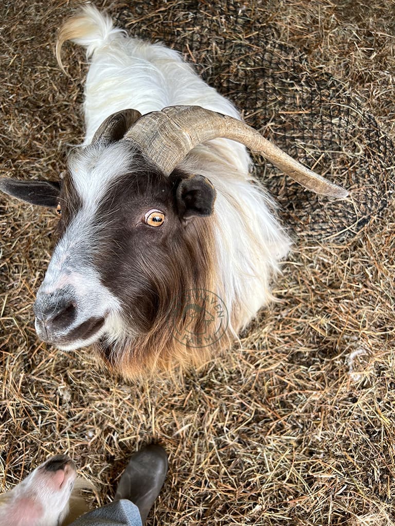 Brenden at Wild Haven Farm