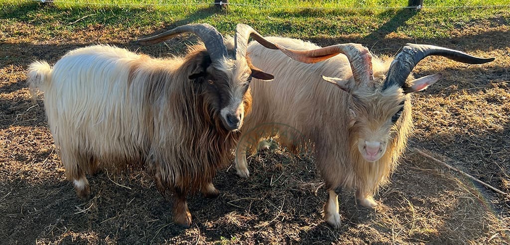 Brenden and Sky 2022 12 03 at Wild Haven Farm