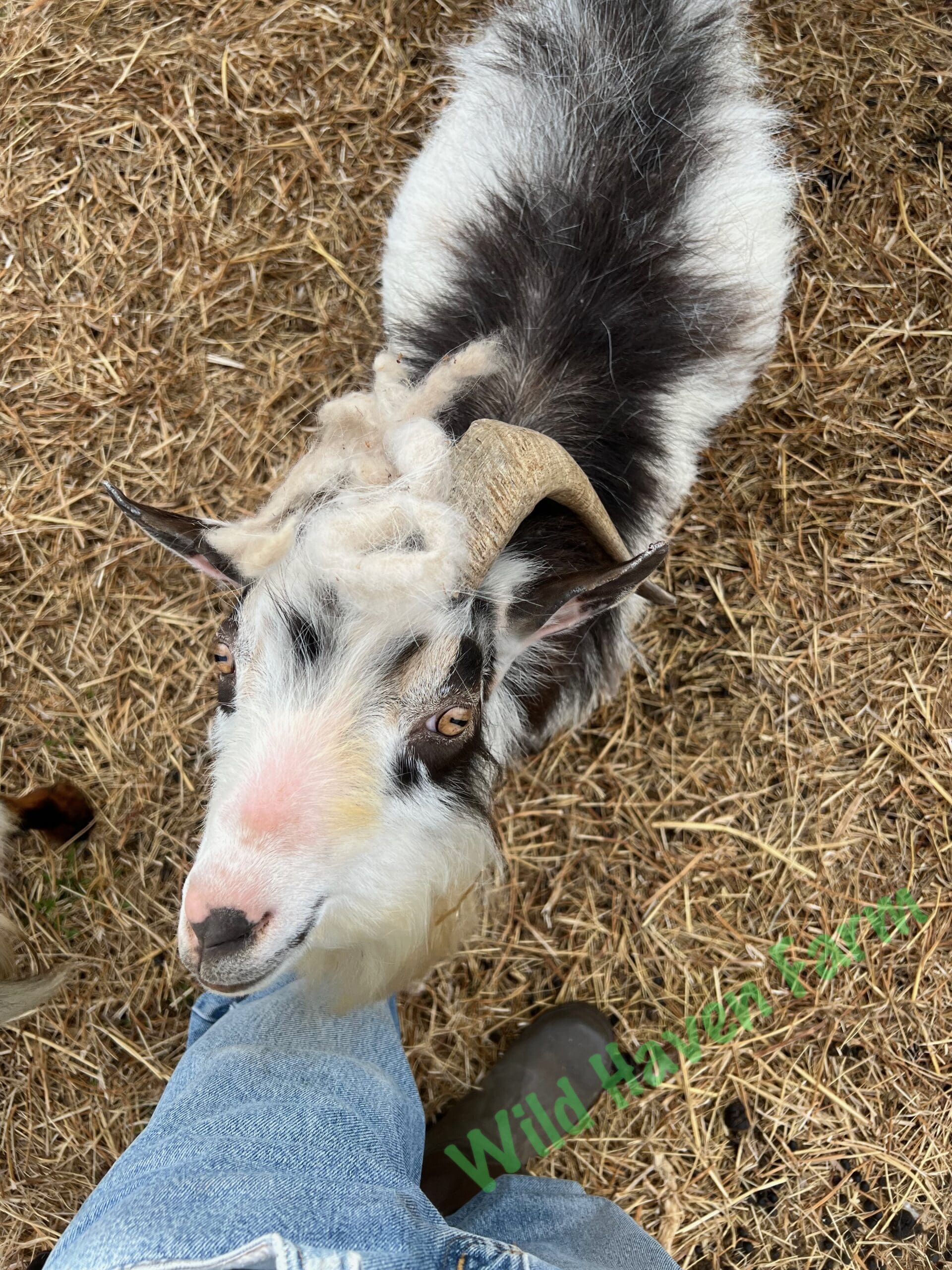 Buck goat at Wild Haven Farm
