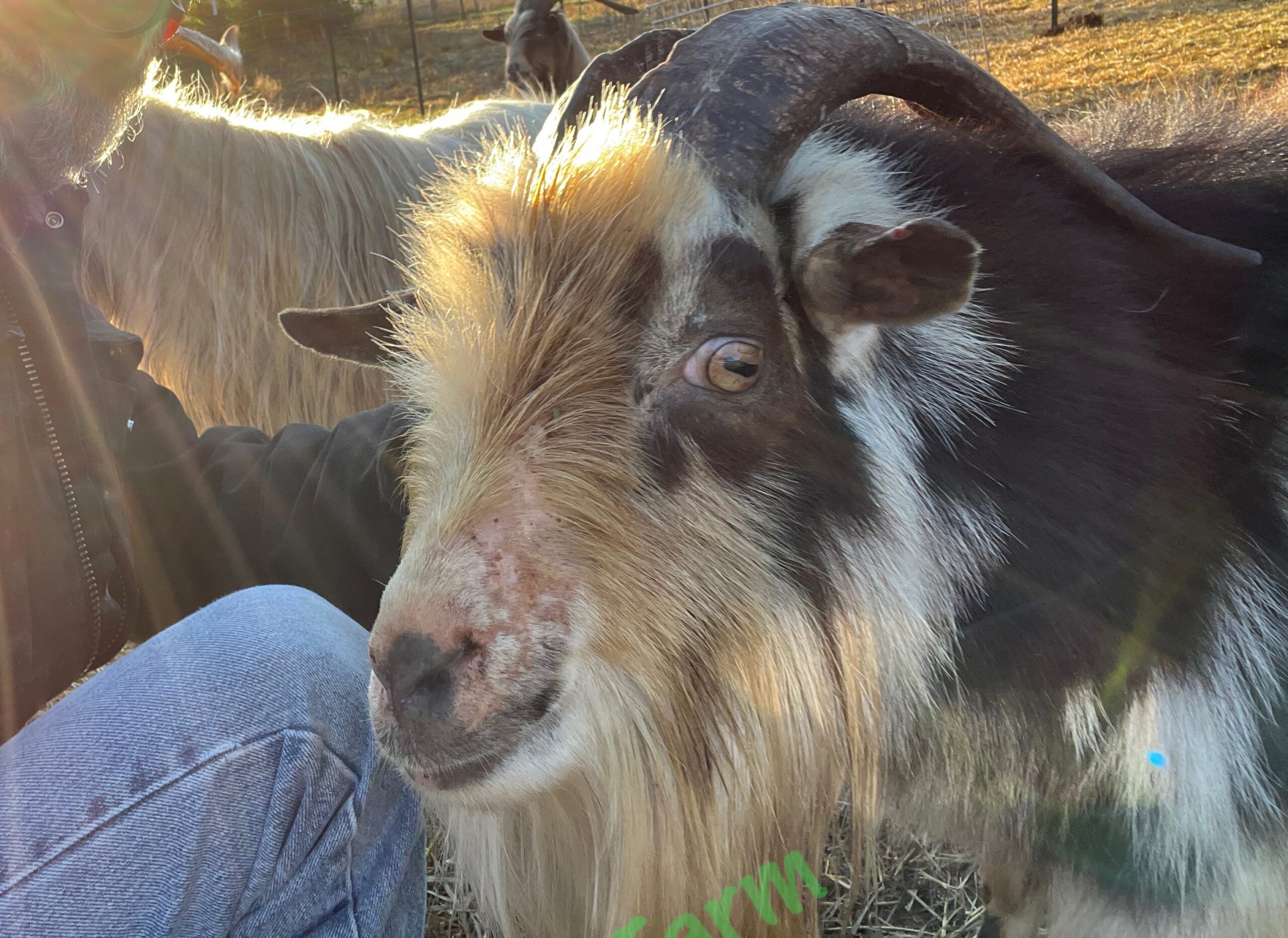 Buck goat at Wild Haven Farm