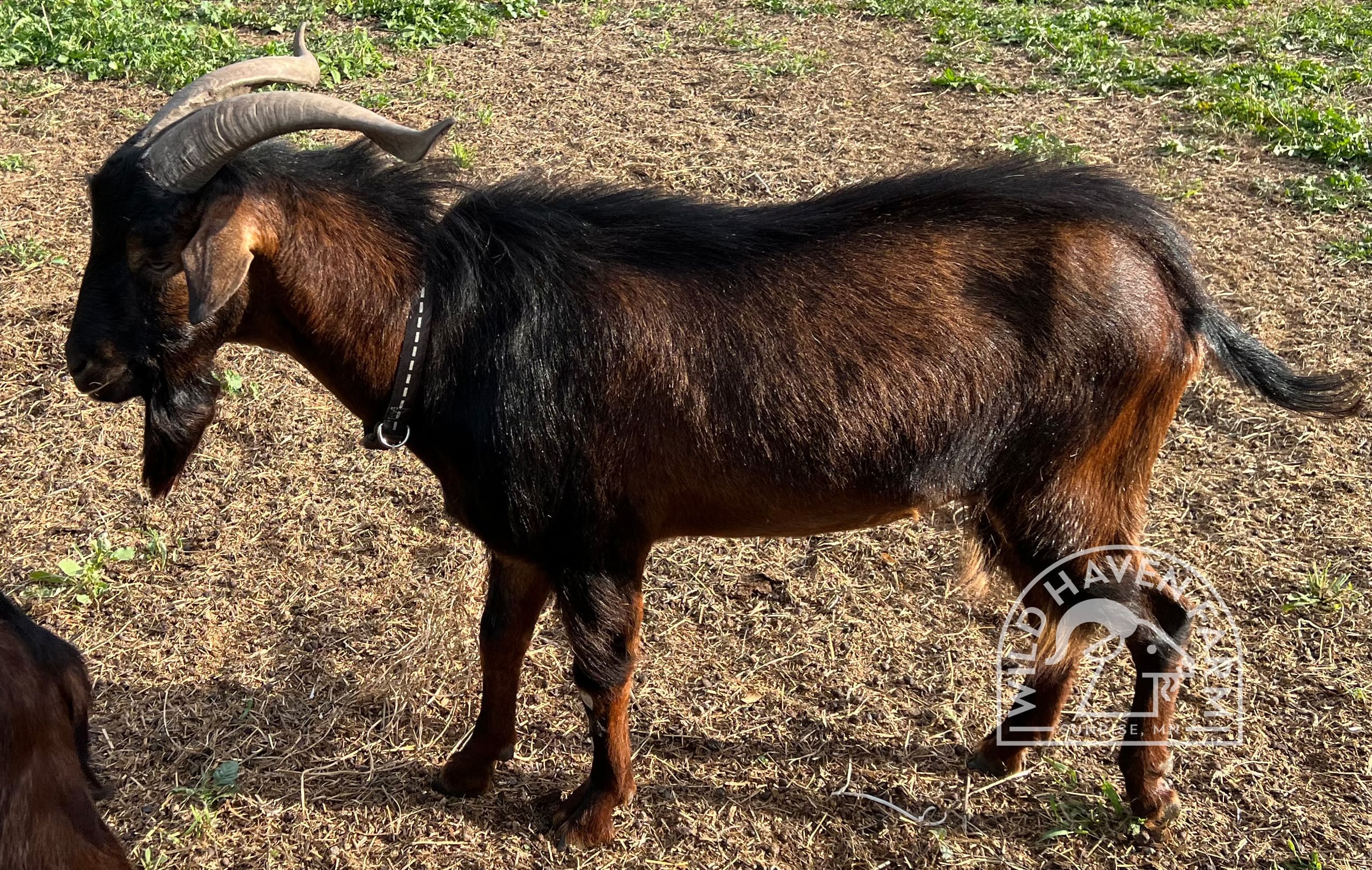 Bud 2023 08 31 Left Side at Wild Haven Farm