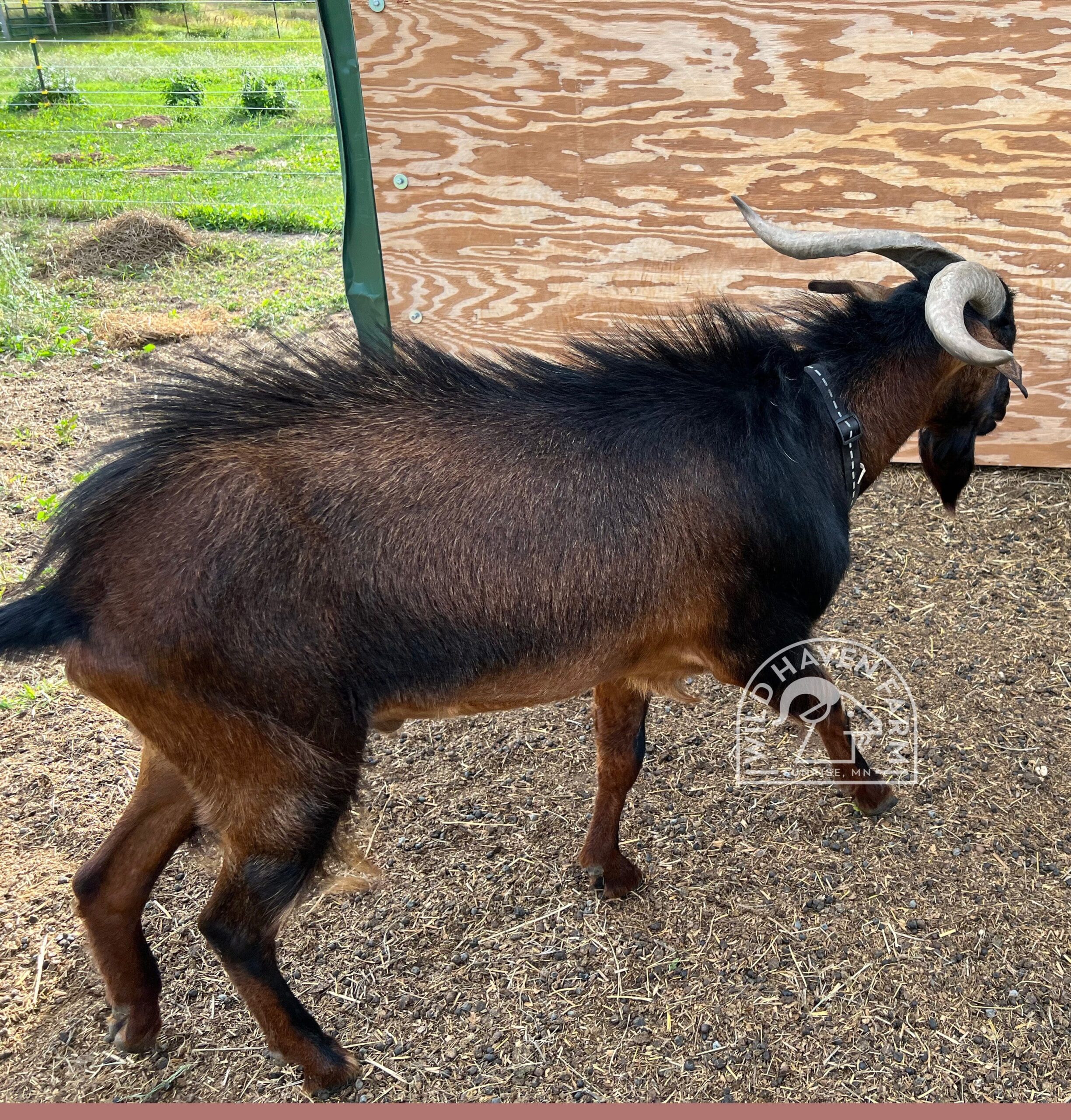 Bud 2023 08 31 Right Side at Wild Haven Farm