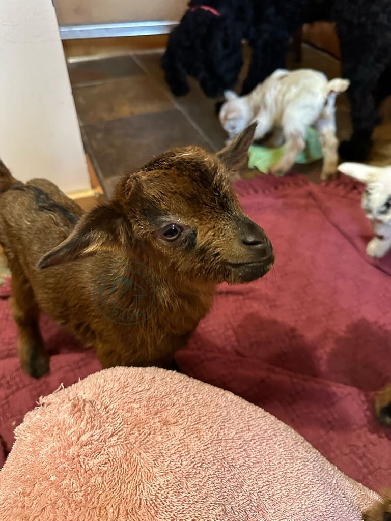 Chad 2024 02 15 at Wild Haven Farm