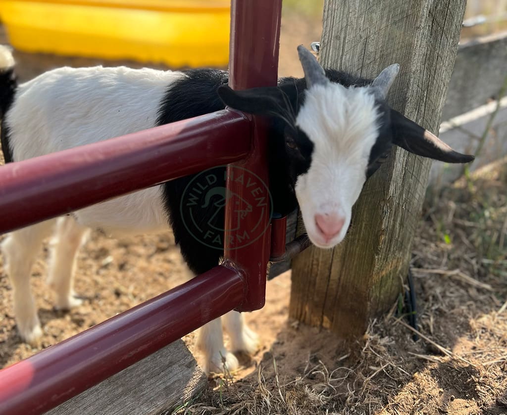 Chuck 2023 09 05 at Wild Haven Farm