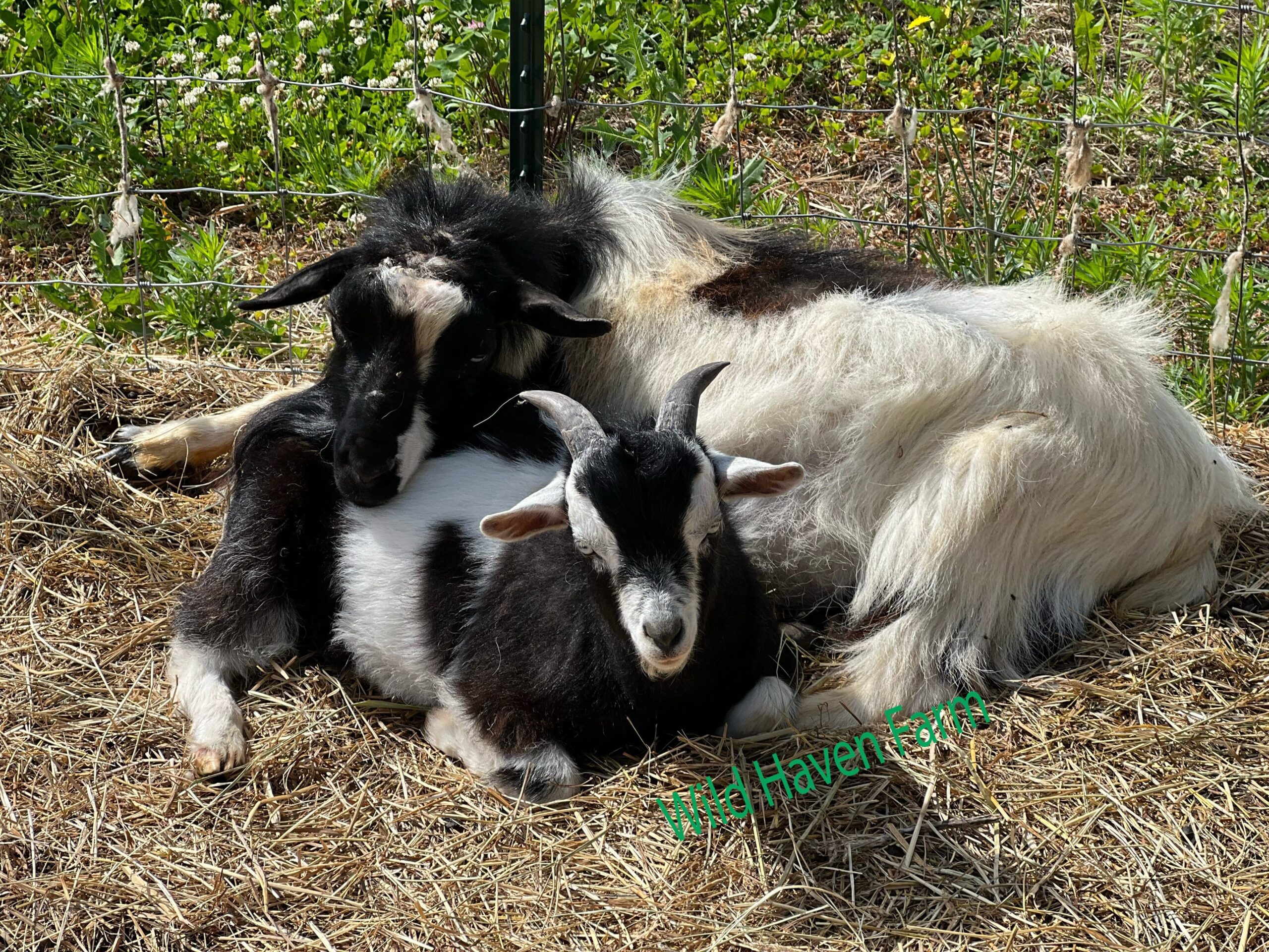 Cowboy and Keith at Wild Haven Farm