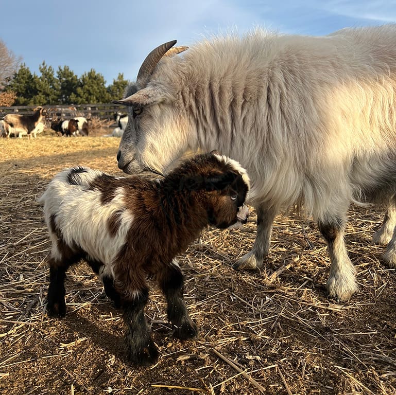 Delta2024 2024 03 11 at Wild Haven Farm