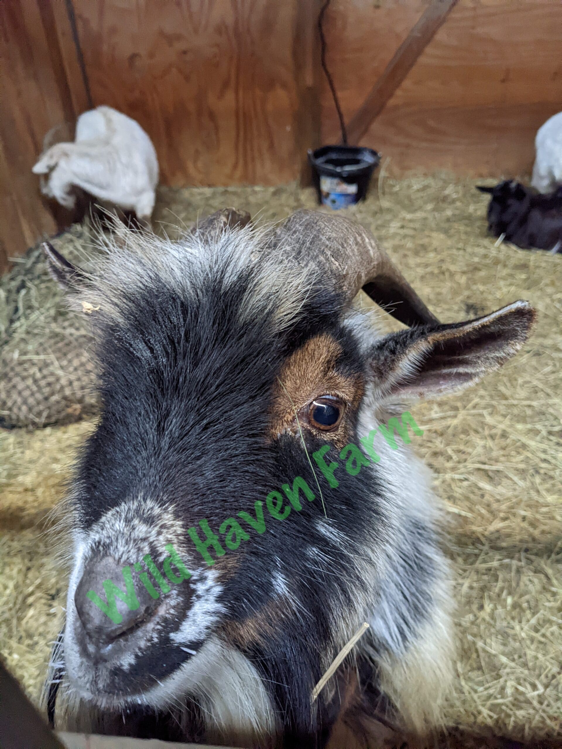 EDDIE W at Wild Haven Farm