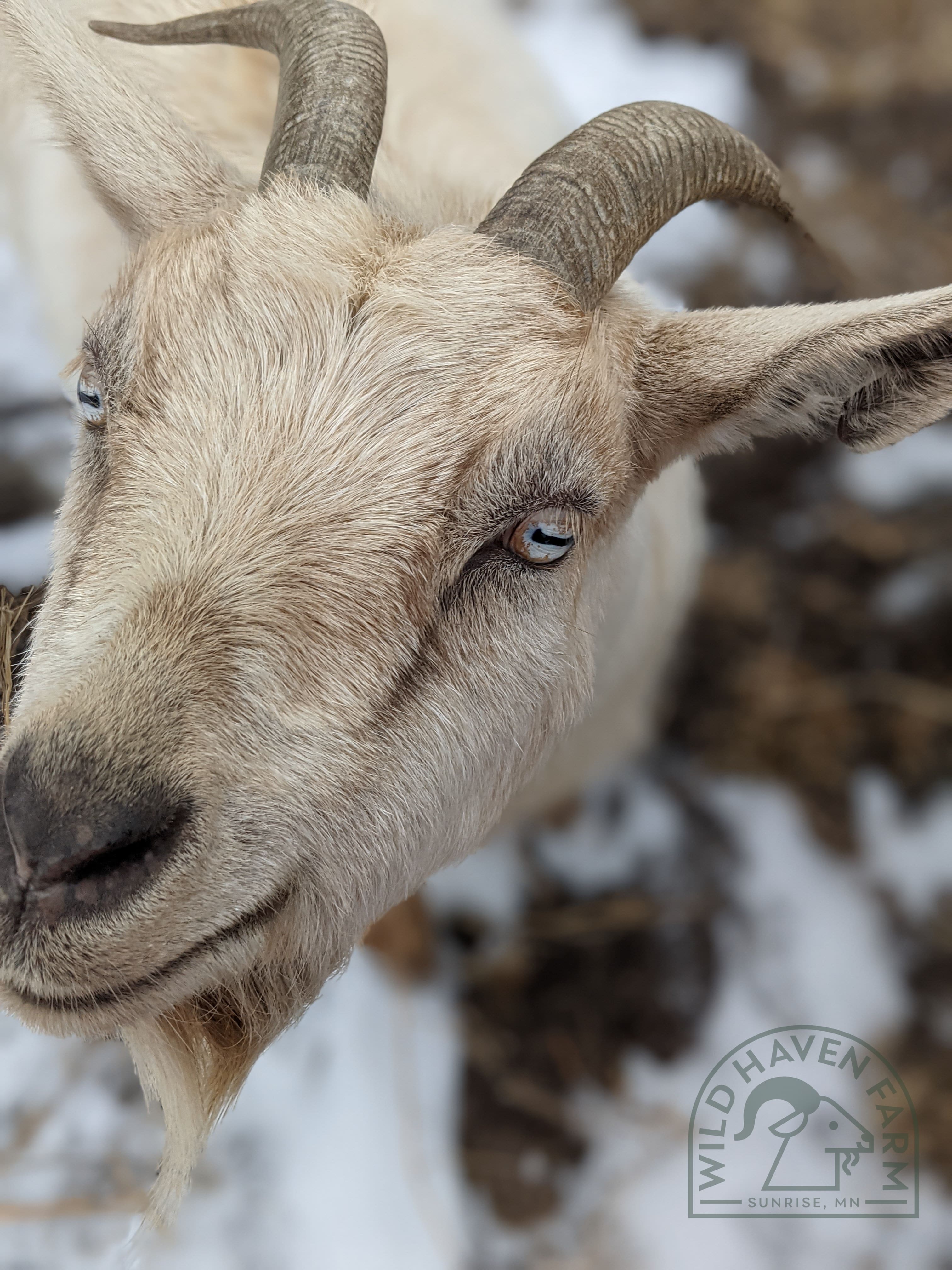 Echo 2021 12 10 at Wild Haven Farm