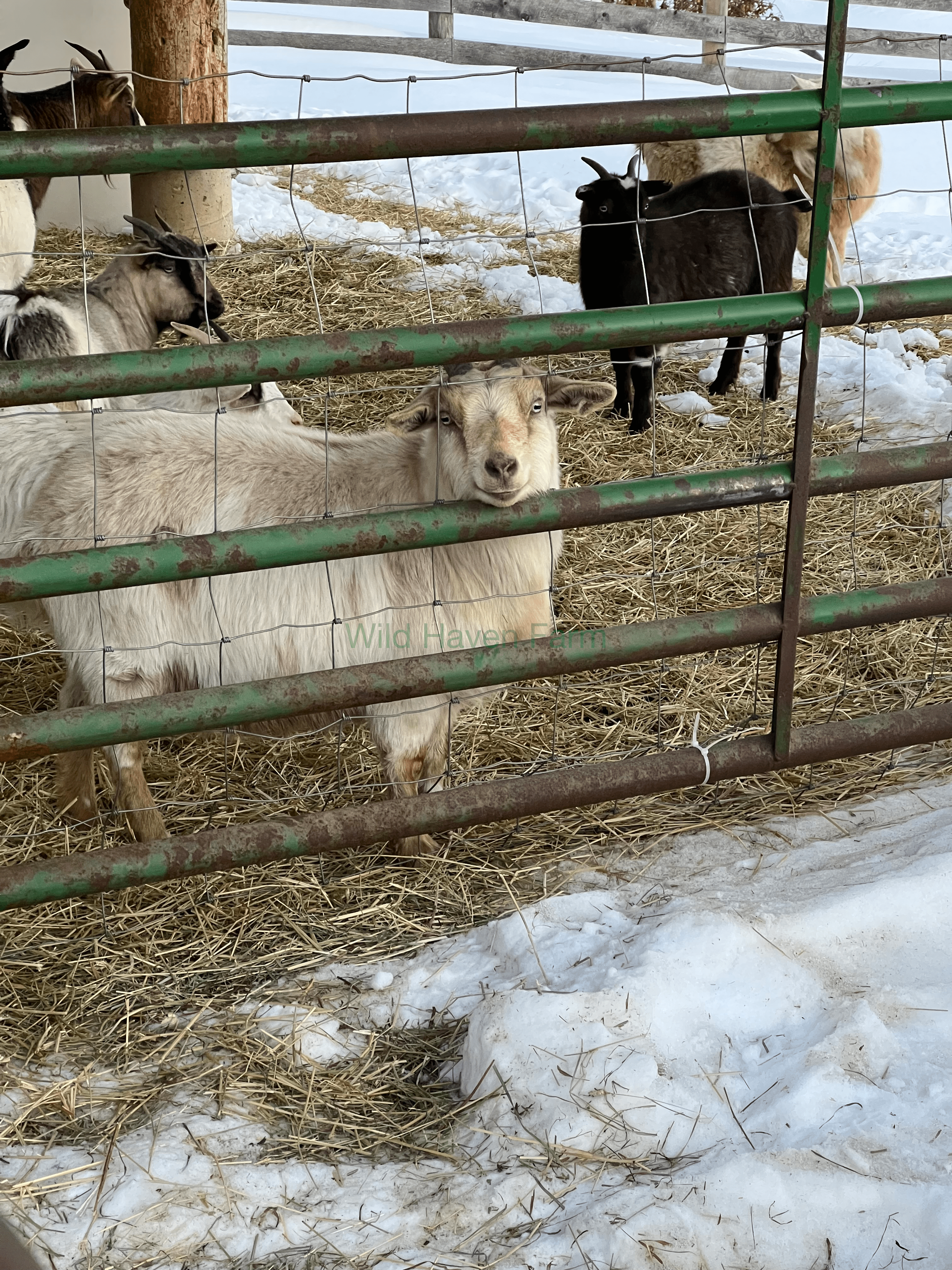 Echo 2023 02 05 at Wild Haven Farm