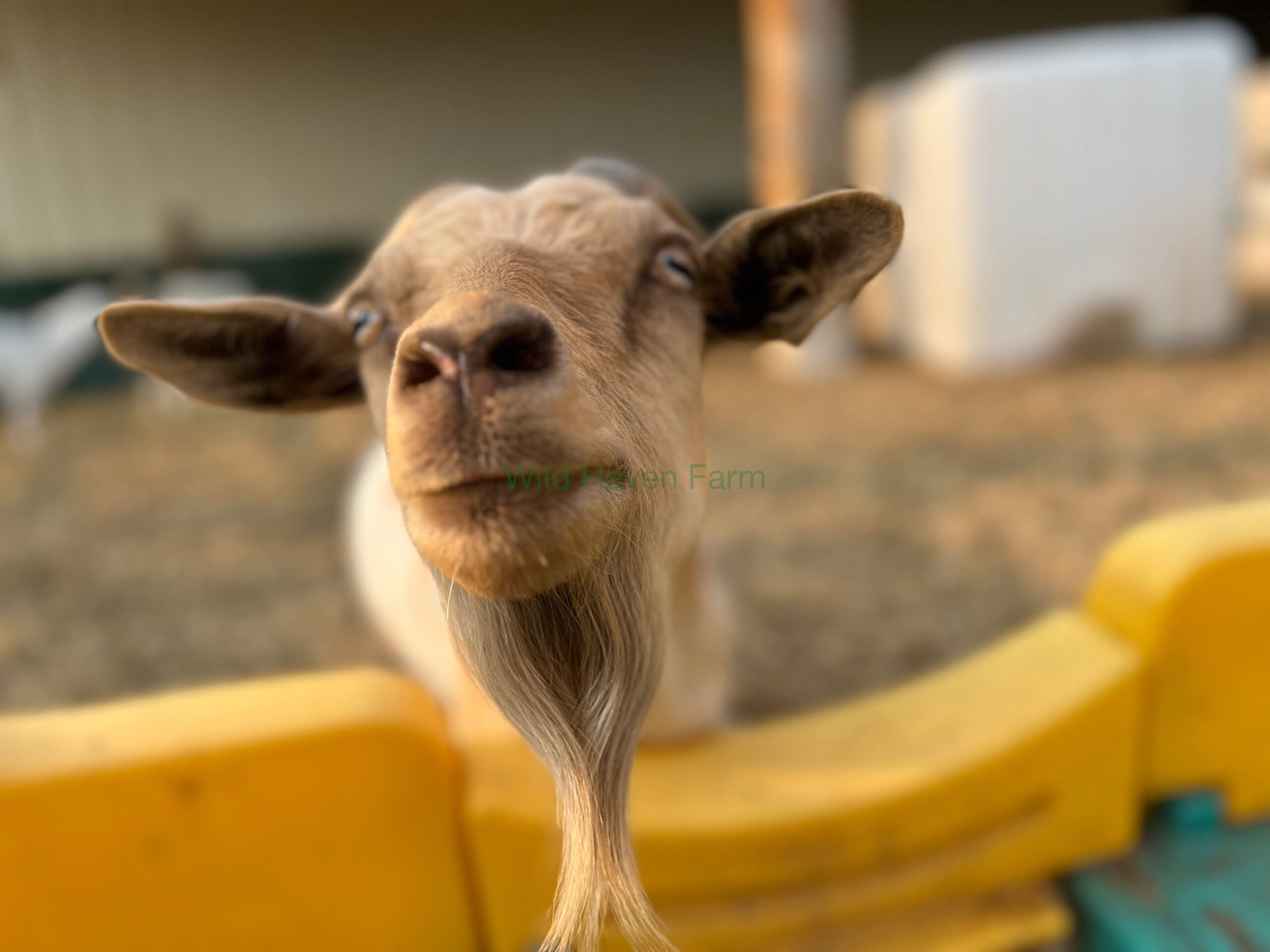 Echo 2023 06 26 at Wild Haven Farm