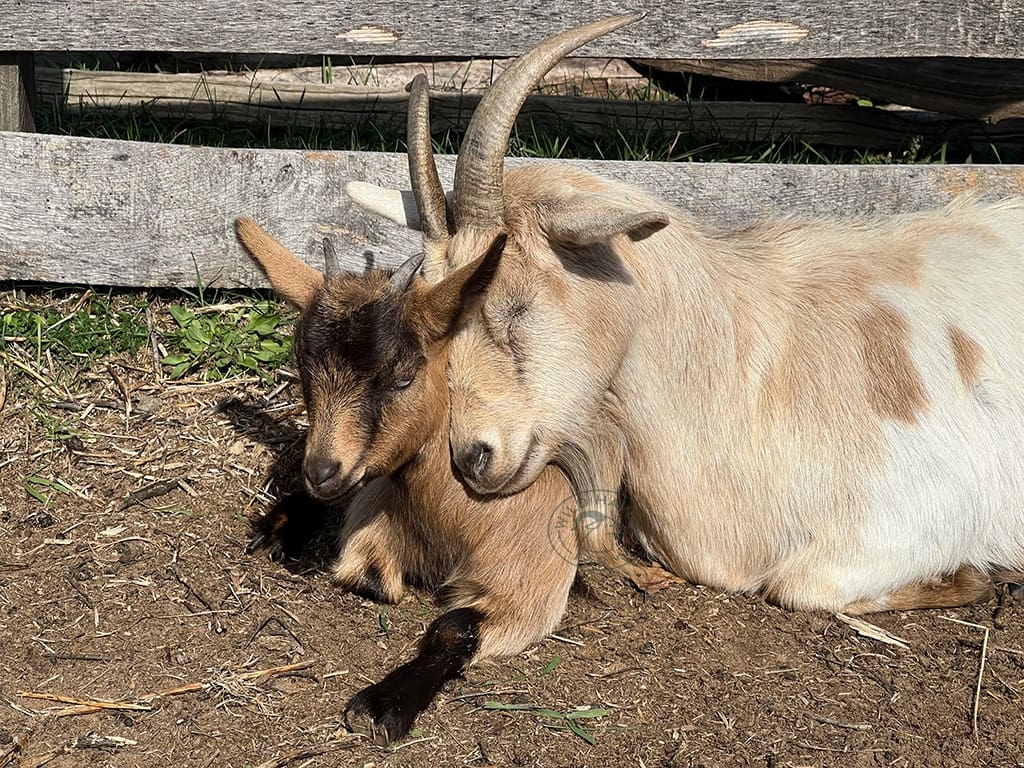 Echo Shakira 2023 10 29 at Wild Haven Farm