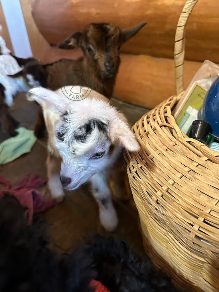 Esther and Chad 2024 02 15 at Wild Haven Farm