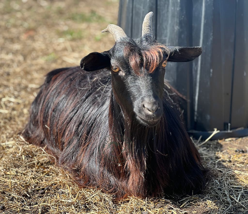 Glory 2023 08 19 at Wild Haven Farm