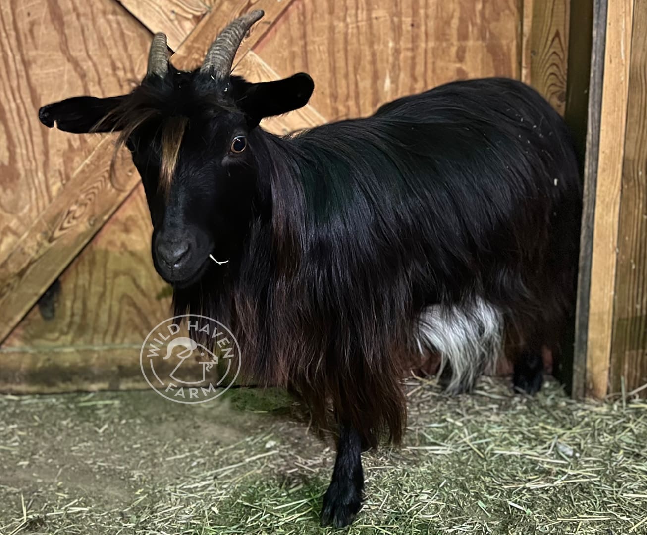 Glory 2023 10 19 at Wild Haven Farm