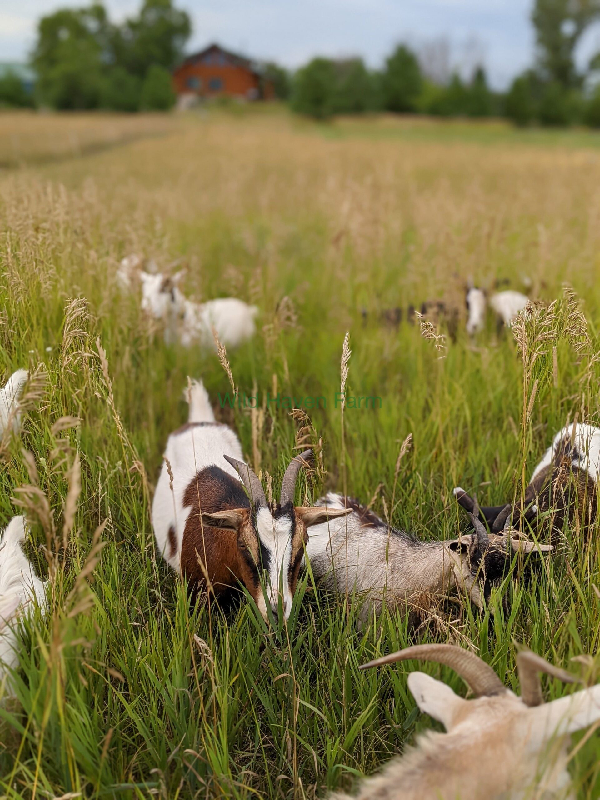 Goats in pasture with cabin in background 2022 at Wild Haven Farm