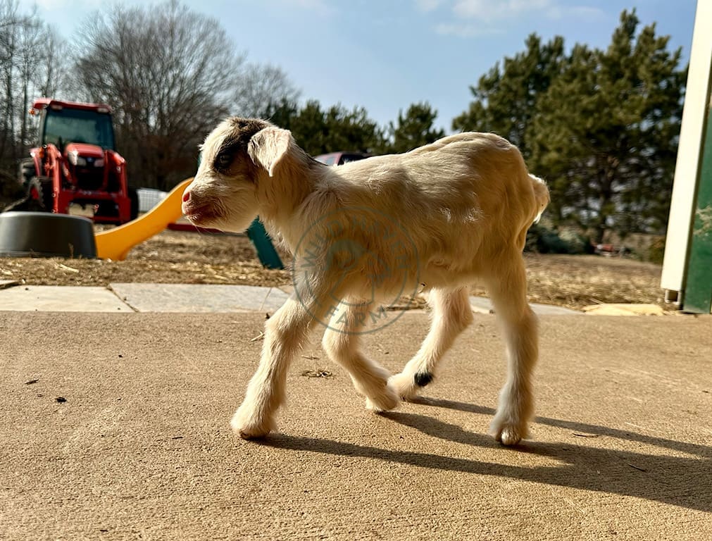 Baby goat at Wild Haven Farm