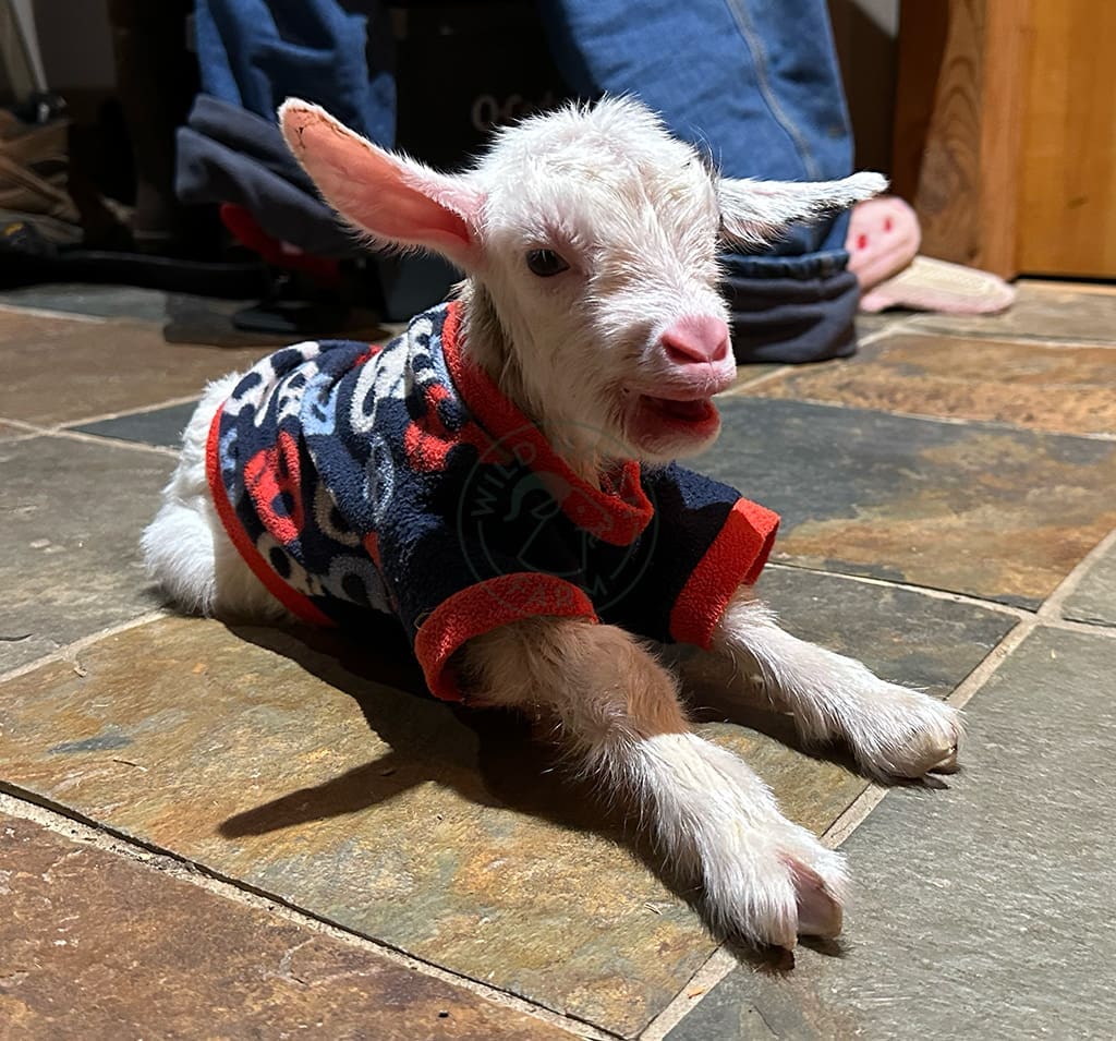 Grace sweater 2024 03 02 2 at Wild Haven Farm