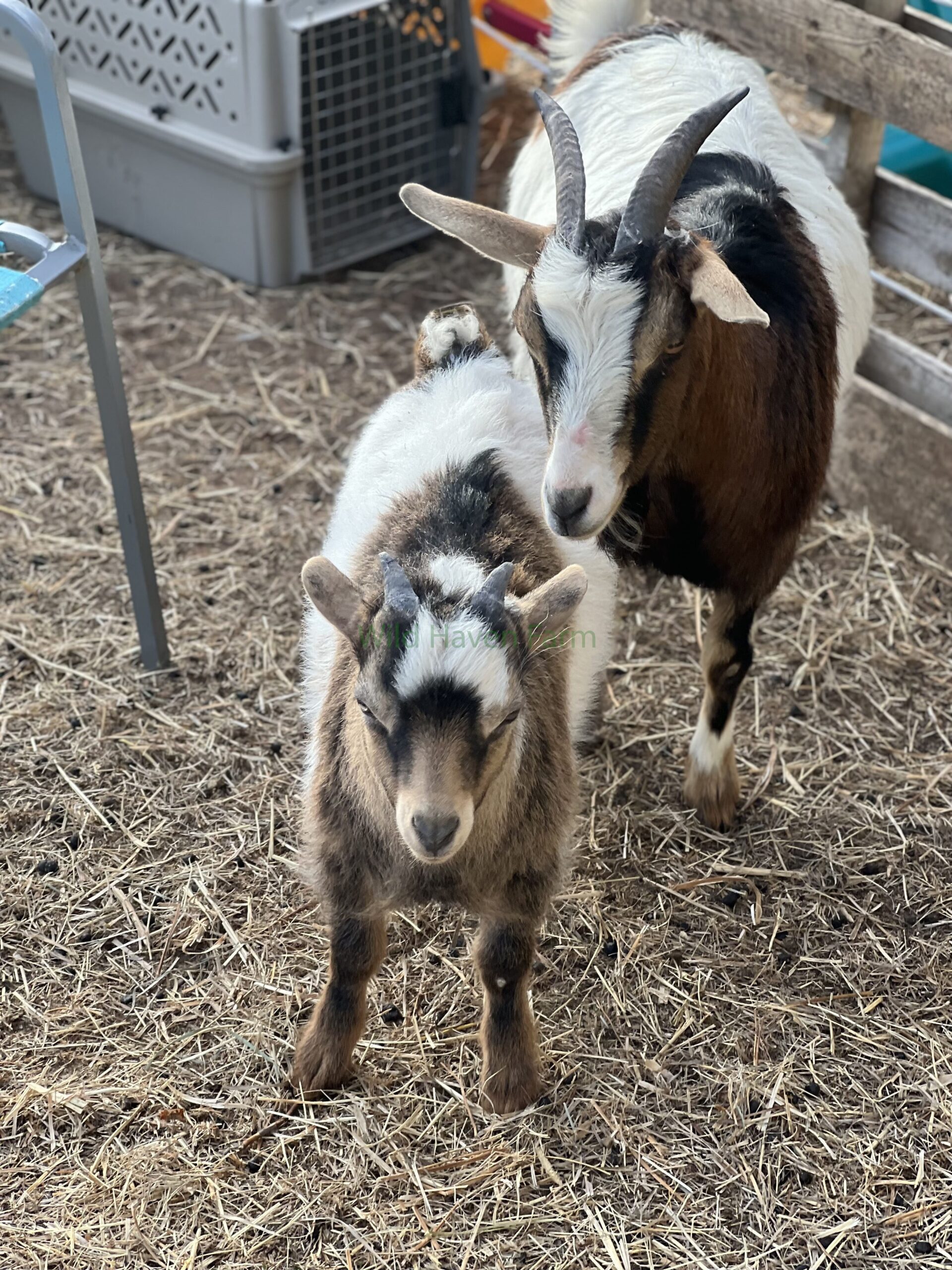 Buckling goat and dam at Wild Haven Farm