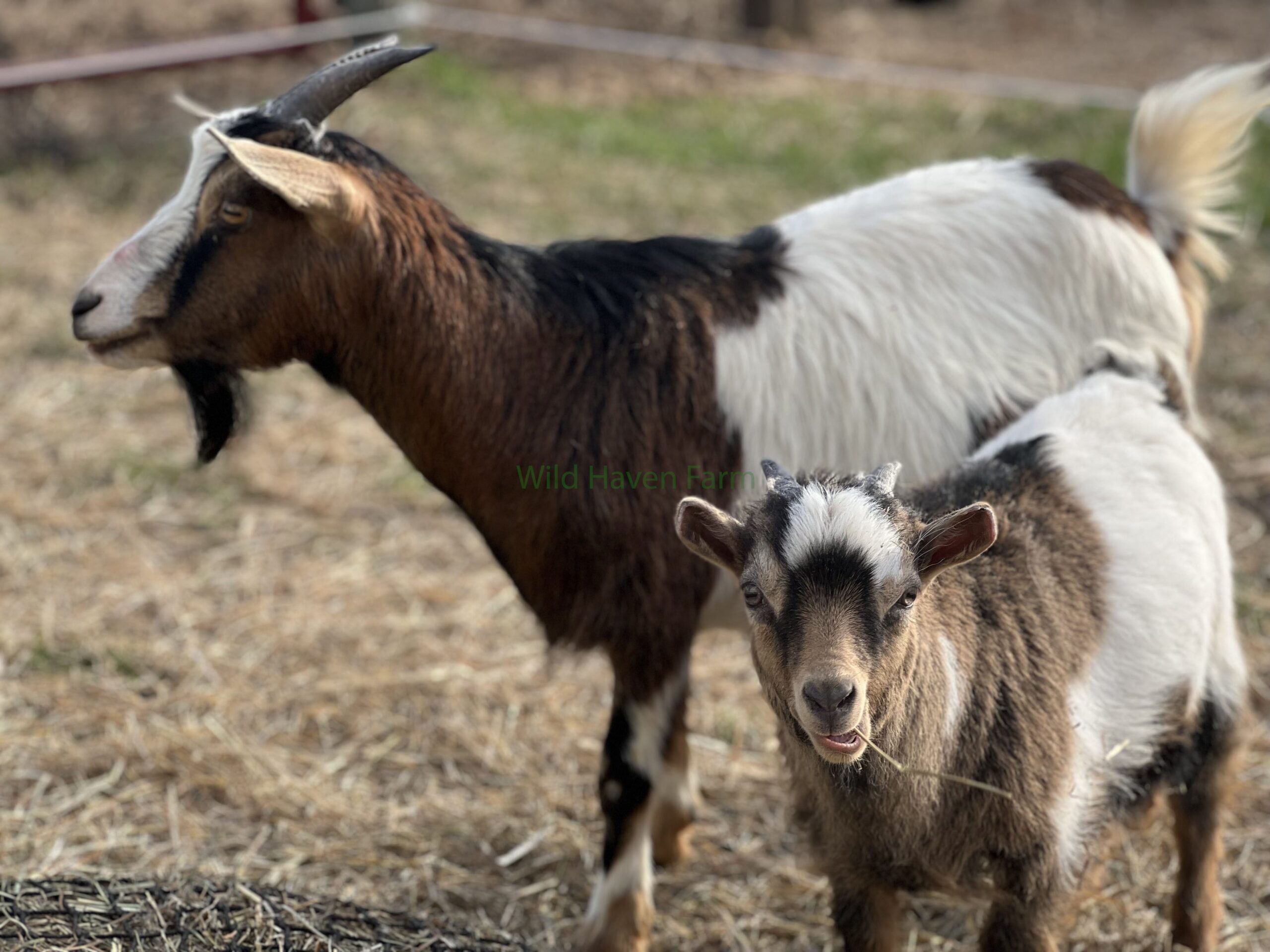 Buckling goat at Wild Haven Farm