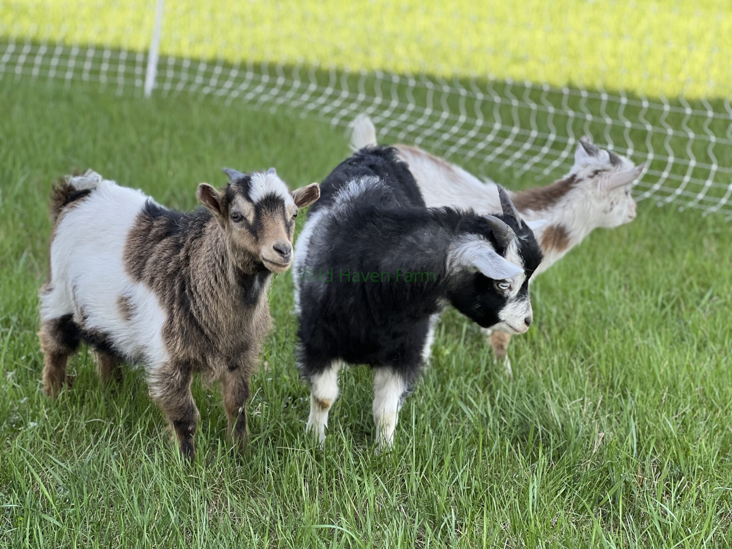 Three buckling goats at Wild Haven Farm