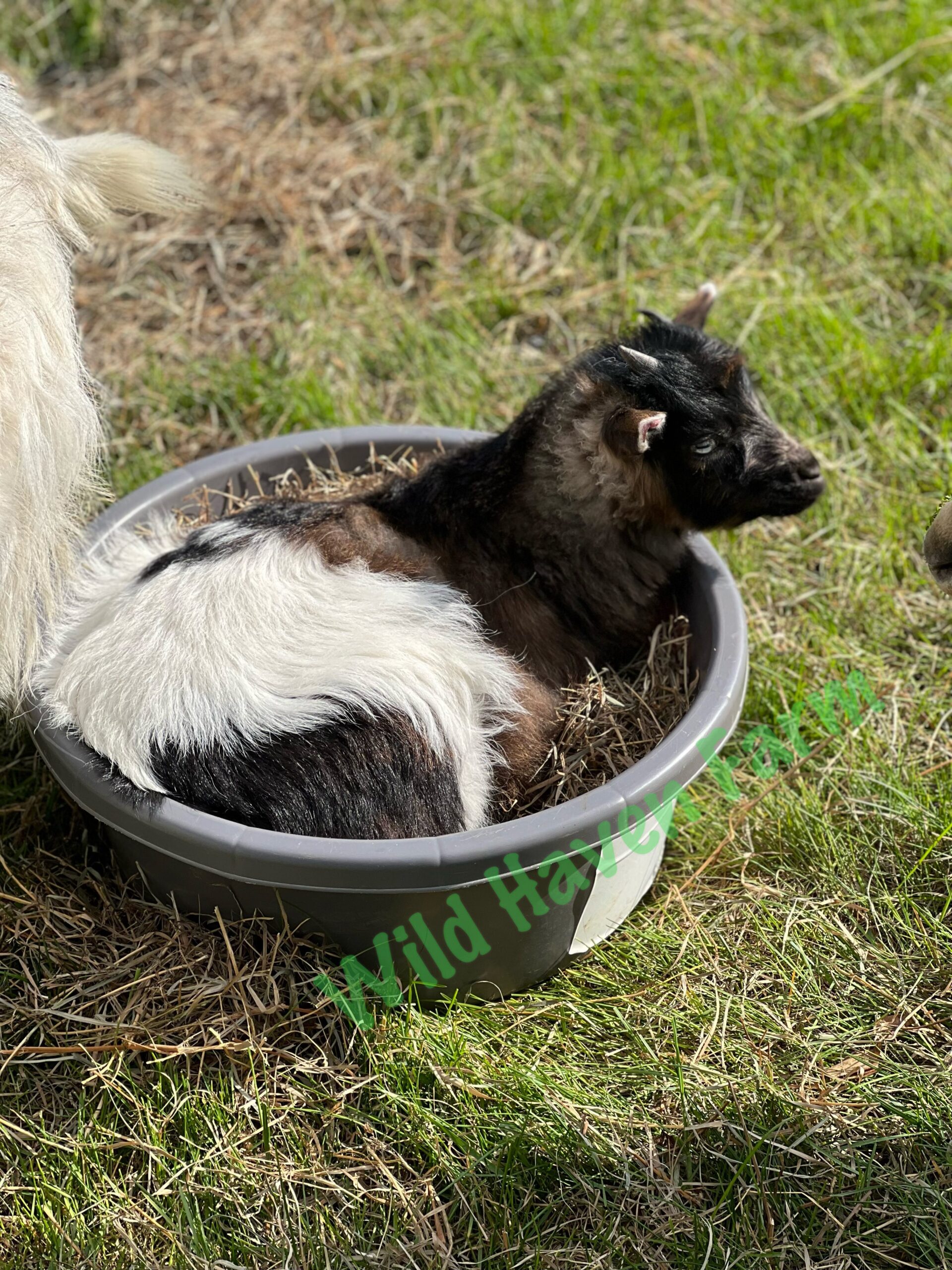 Goat in a bucket at Wild Haven Farm