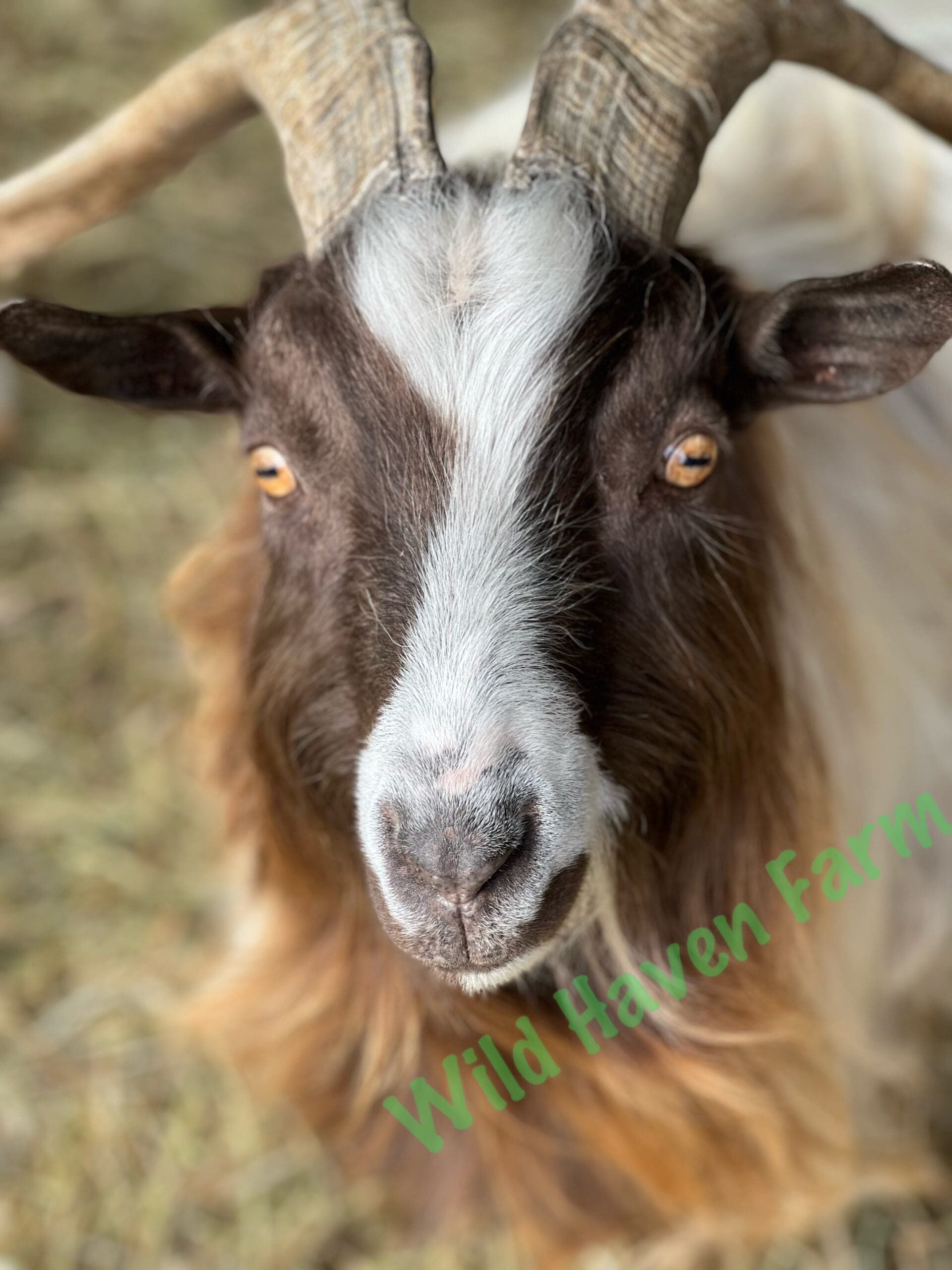 portrait of brown and white goat with brown eyes