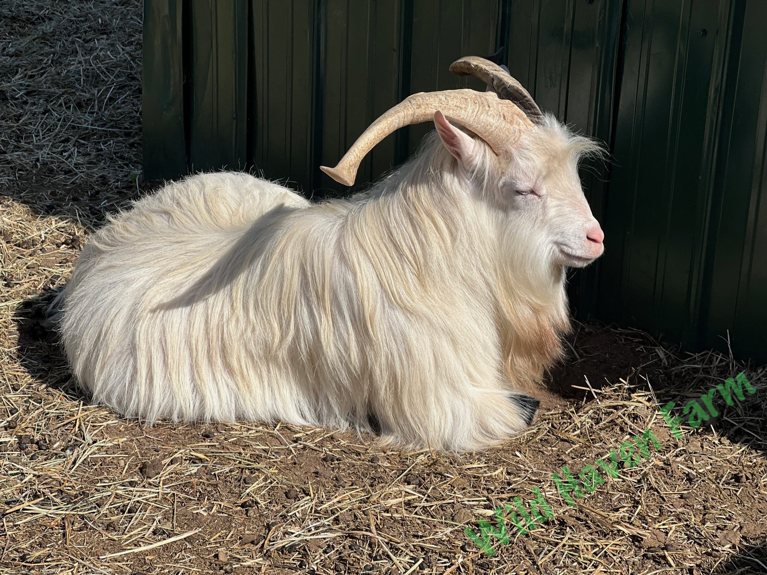 Buck goat at Wild Haven Farm