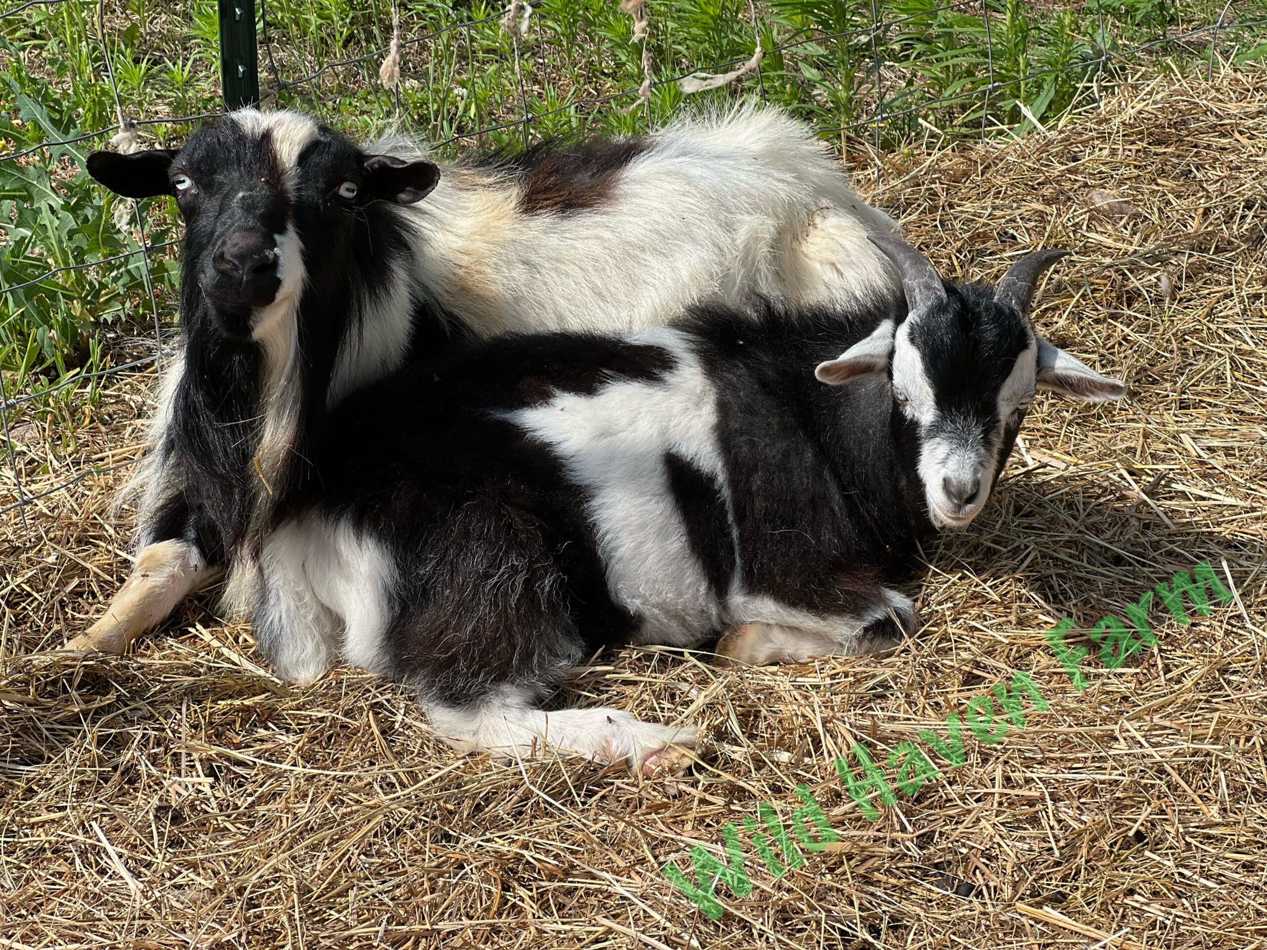 Buck goats at Wild Haven Farm
