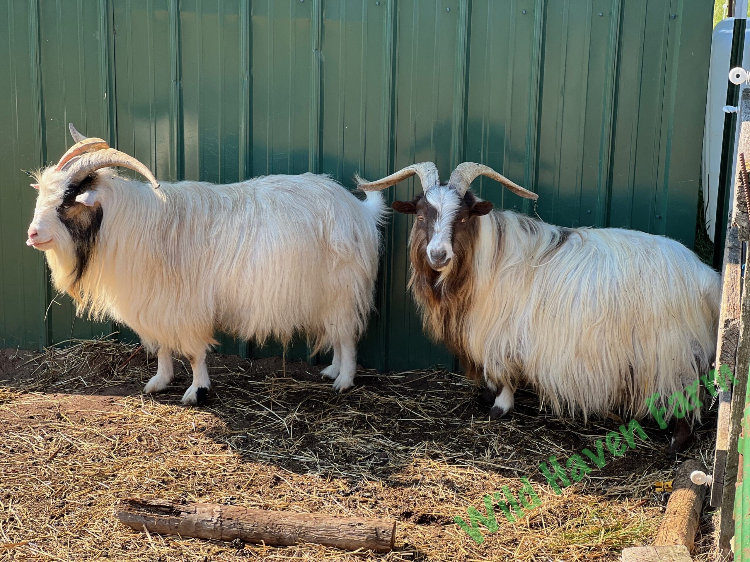 Two goats at Wild Haven Farm