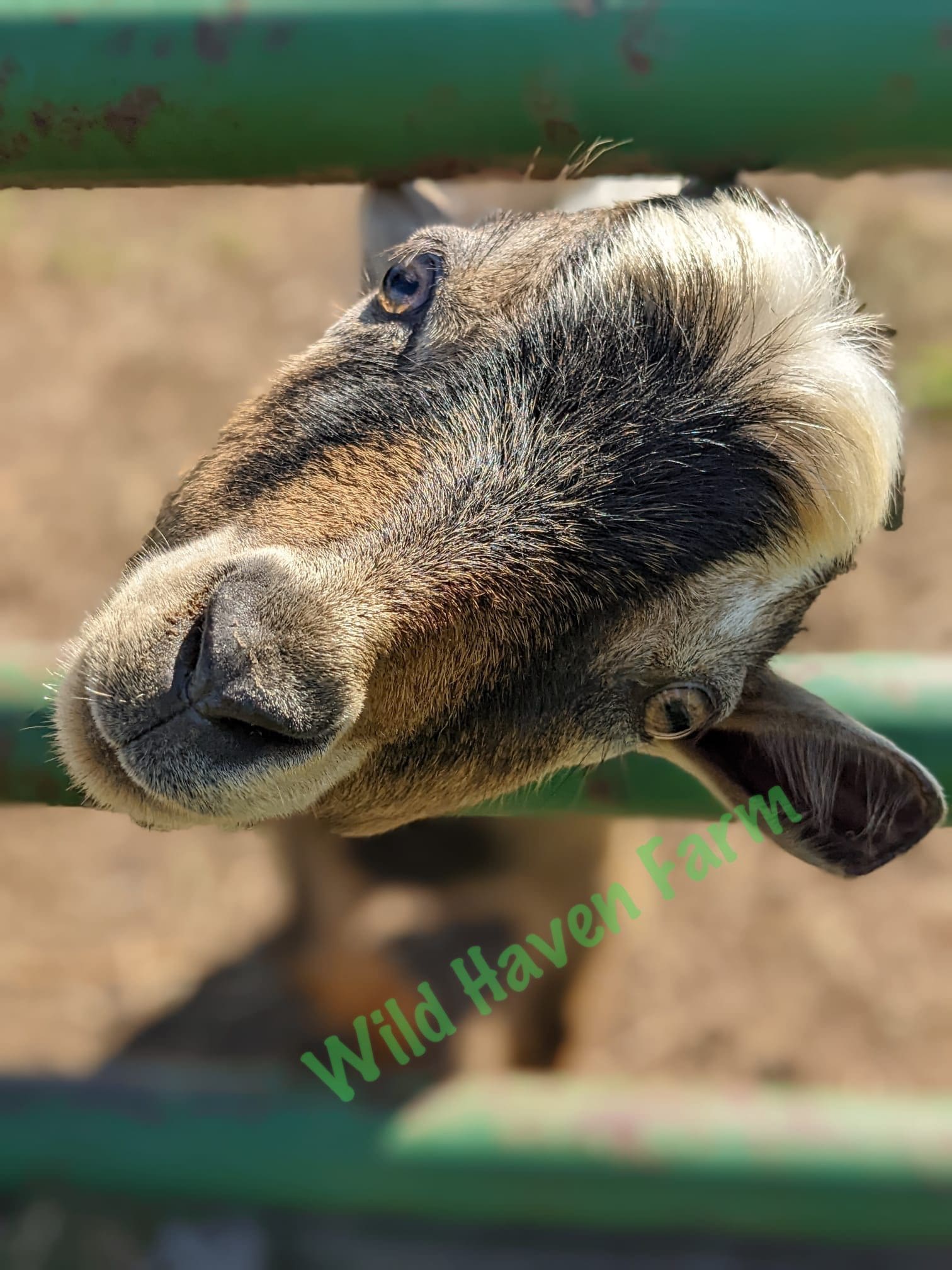 Goat at Wild Haven Farm