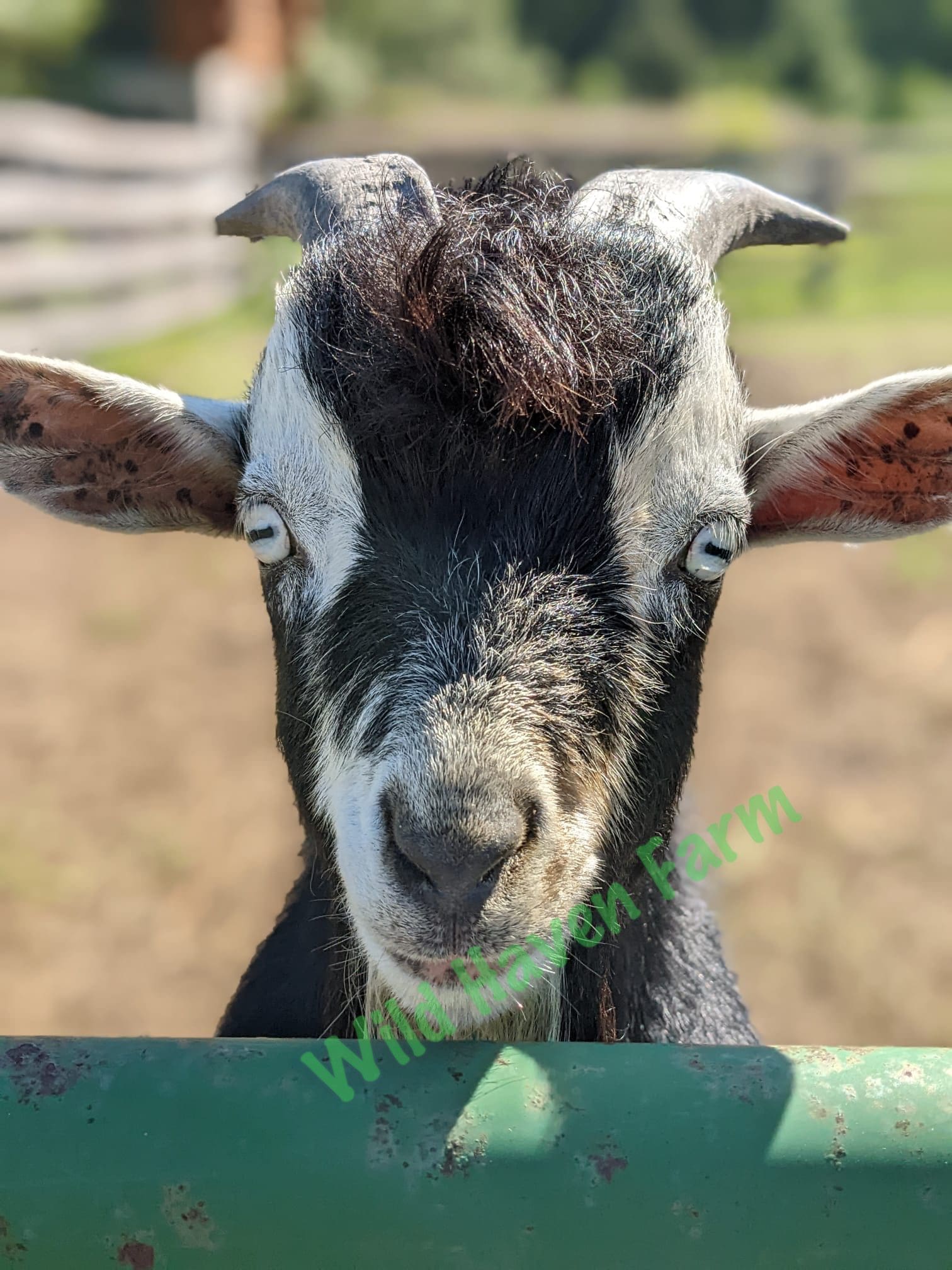 Goat at Wild Haven Farm