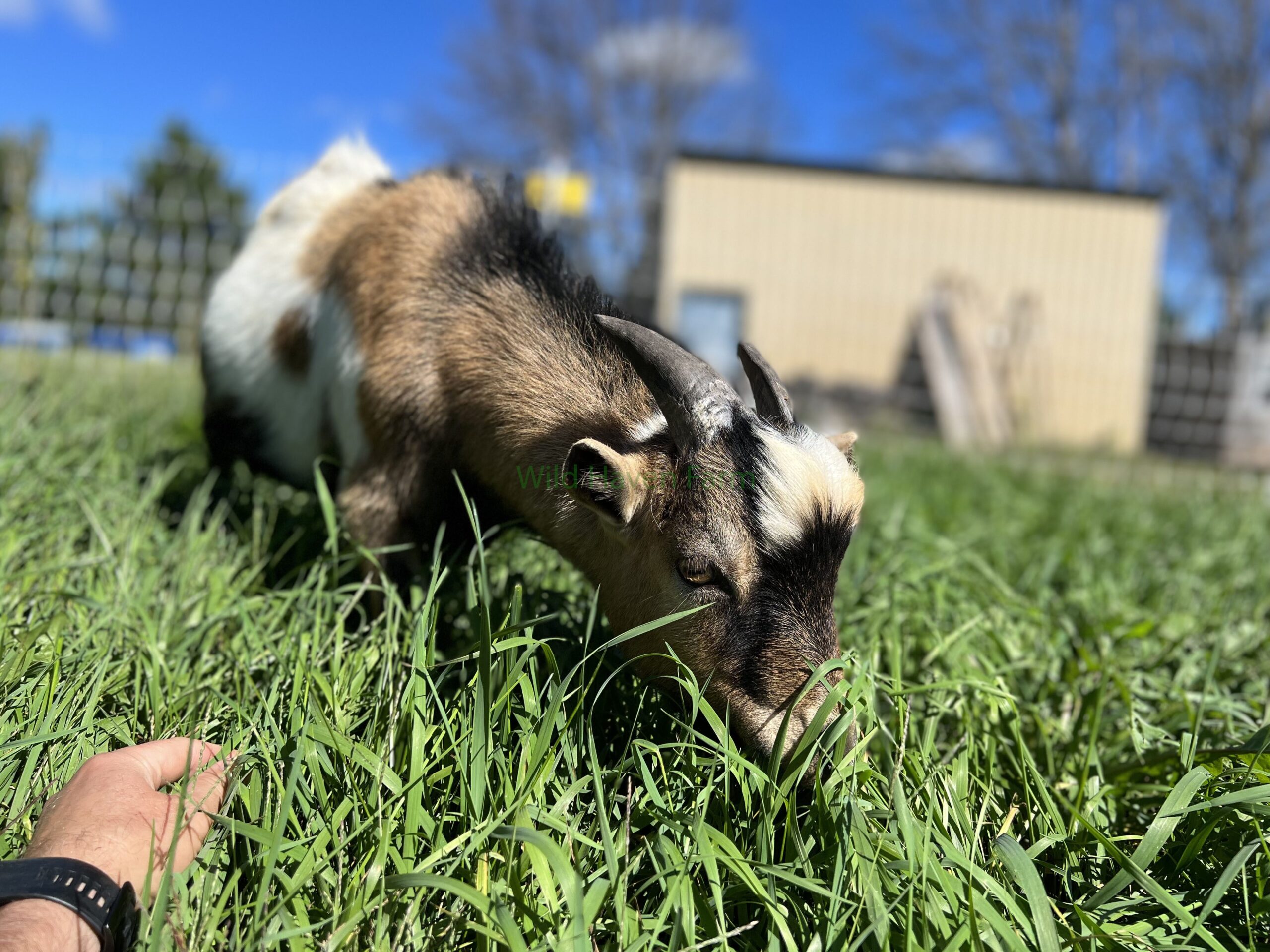 Walt, a buckling goat at Wild Haven Farm