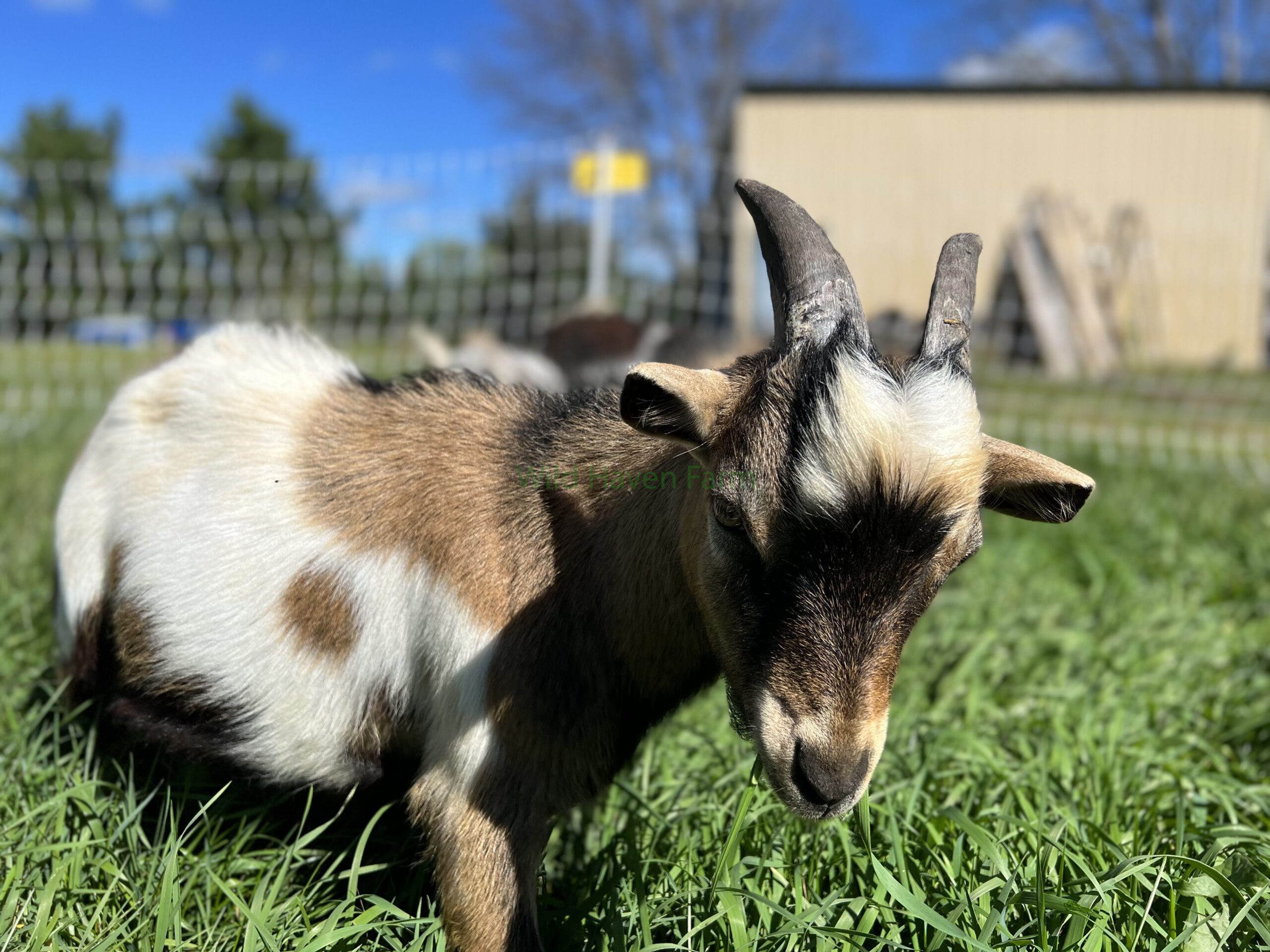 Buckling goat at Wild Haven Farm