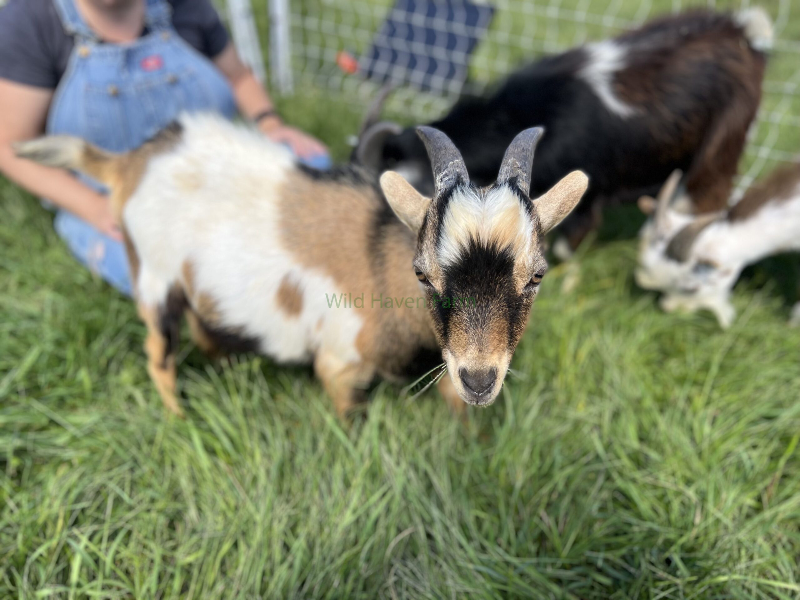 Buckling goat at Wild Haven Farm